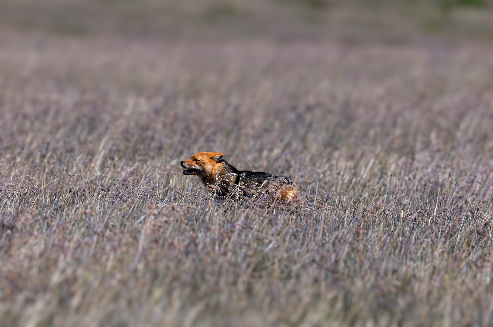 Andean Fox
