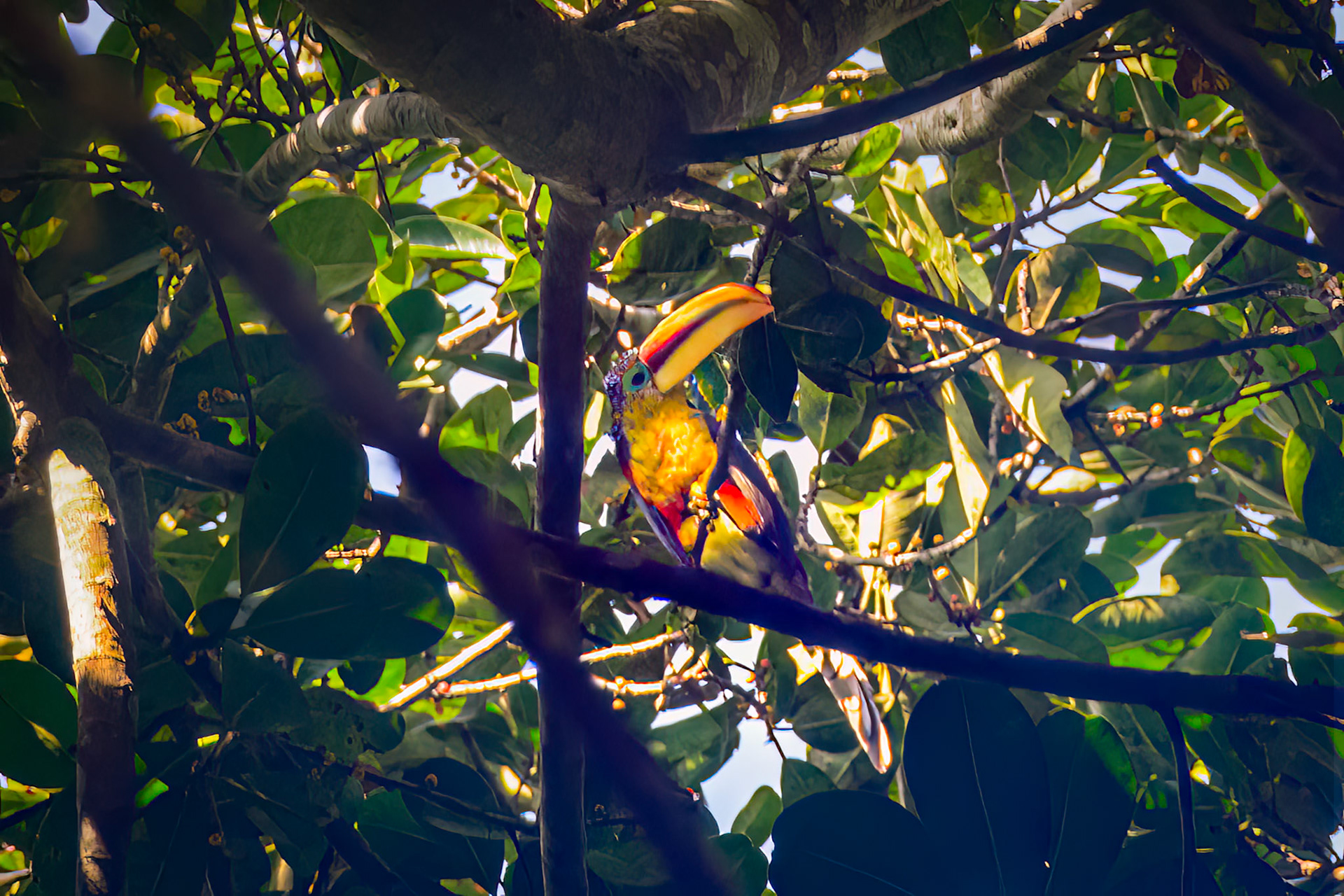 Curl-Crested Aracari