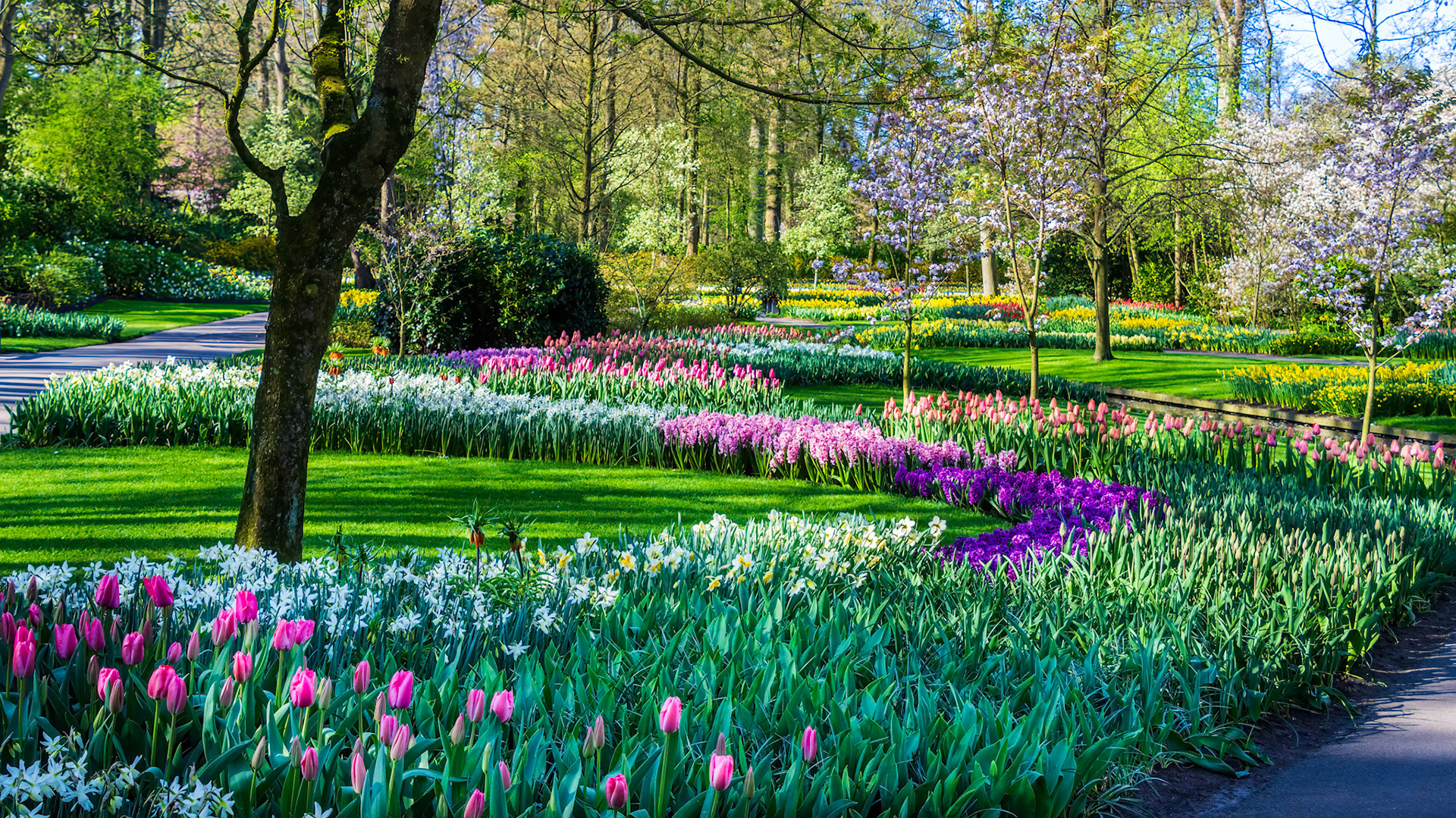 Keukenhof Garden in bloom