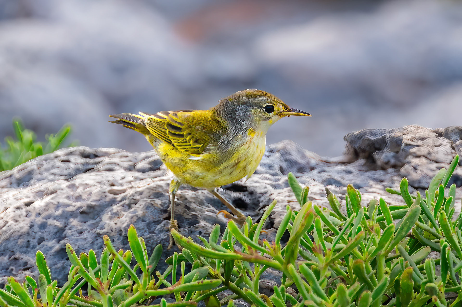 Mangrove Yellow Warbler (Galapagos)
