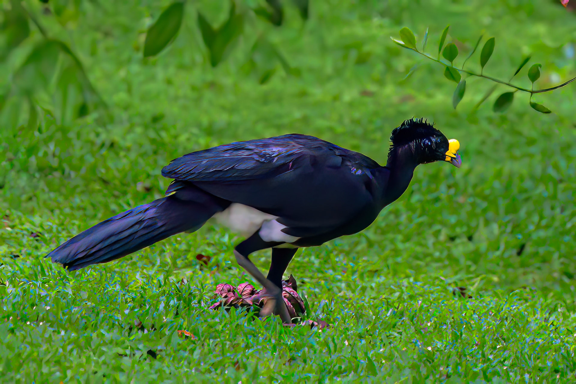 Great Curassow