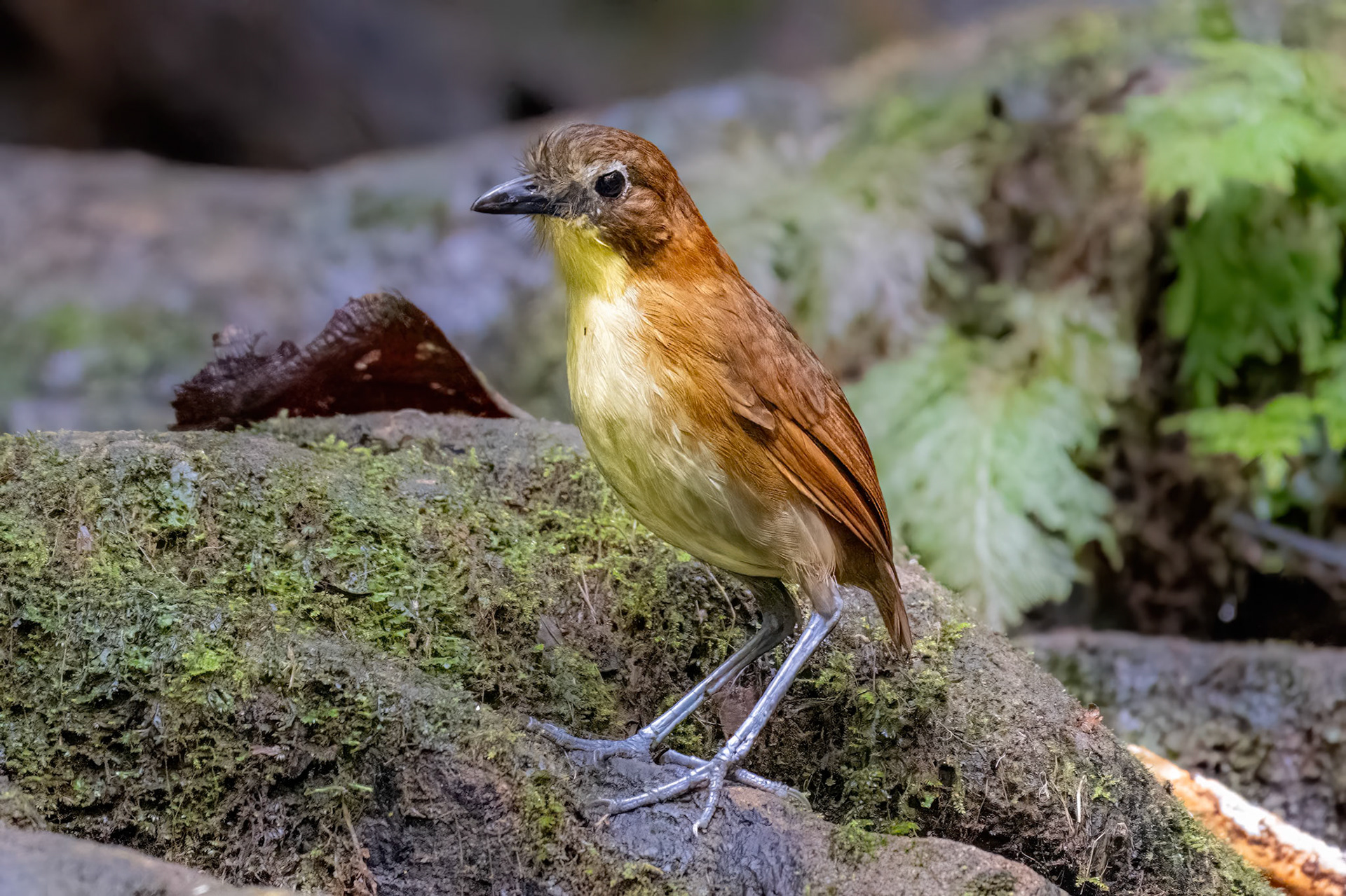 Yellow-breasted Antpitta