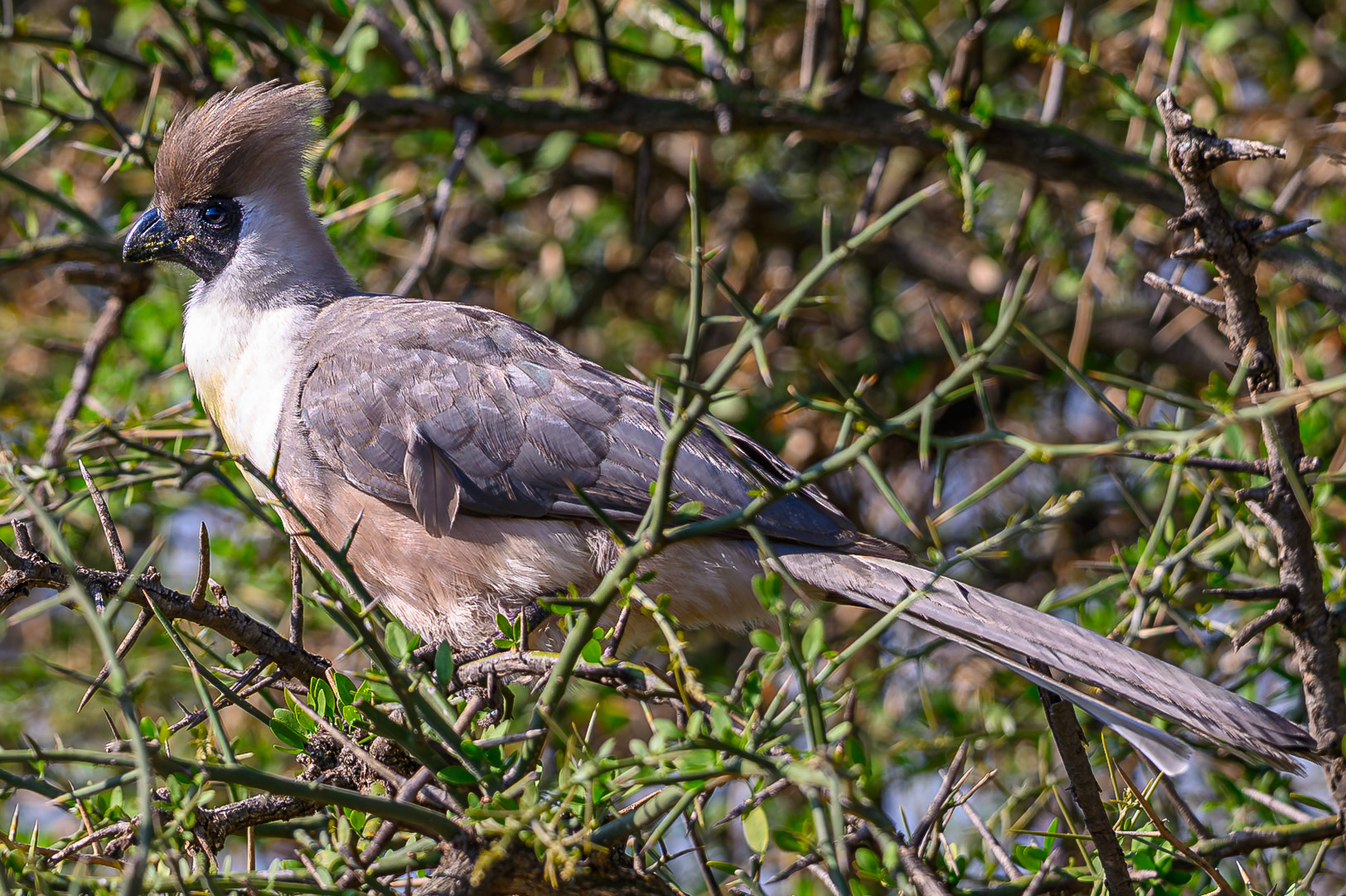Bare-faced Go-away-bird