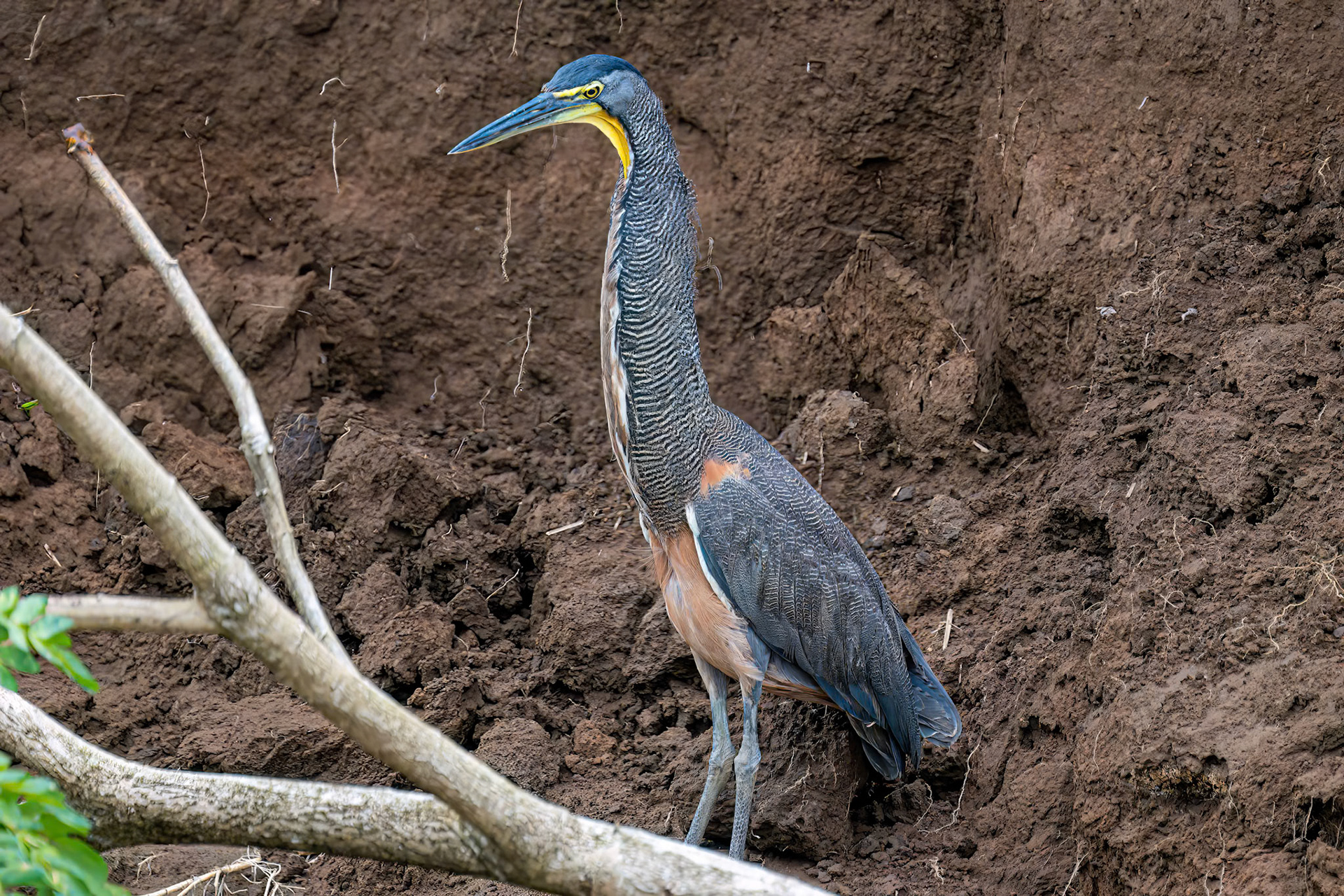 Bare-throated Tiger-Heron