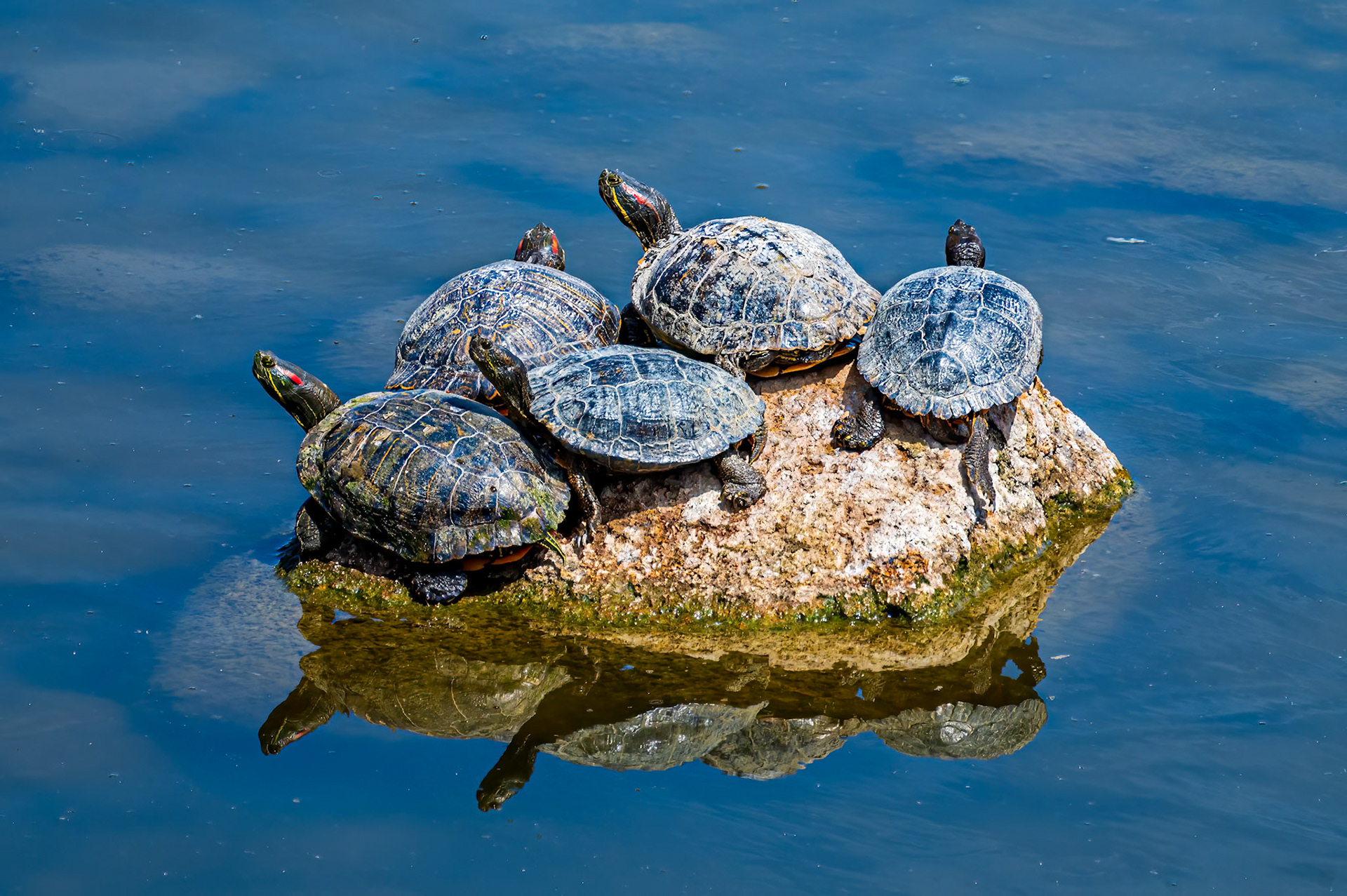 Western Painted Turtle