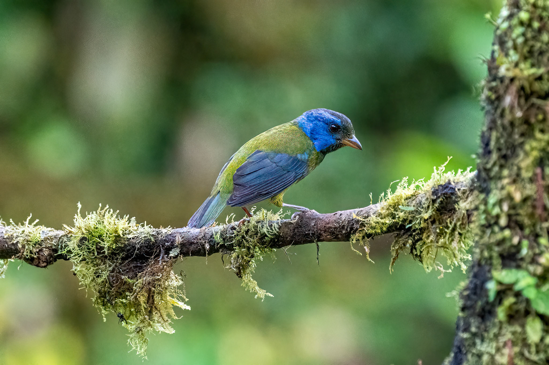 Moss-backed Tanager