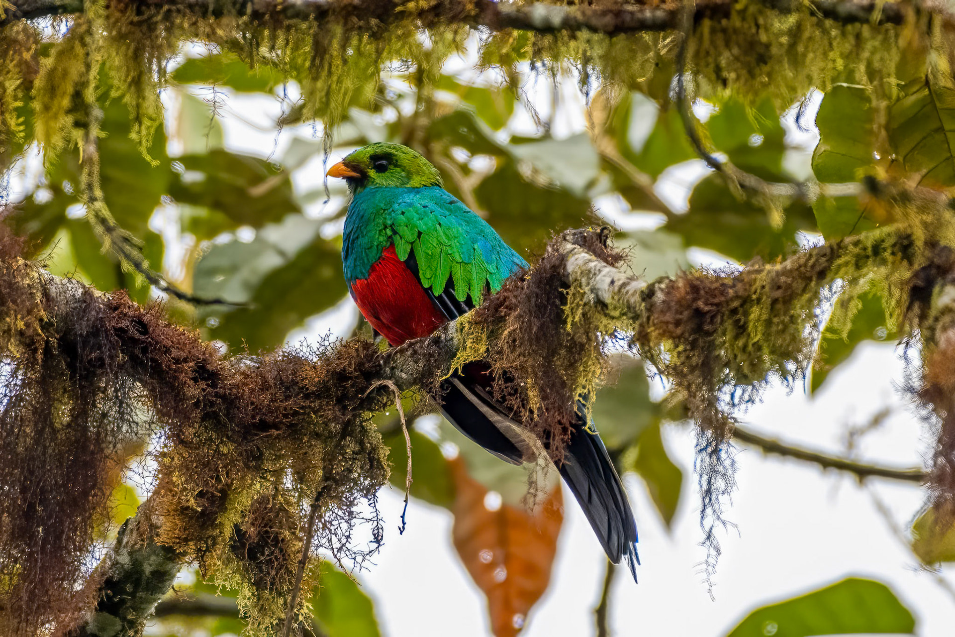 Golden-headed Quetzal