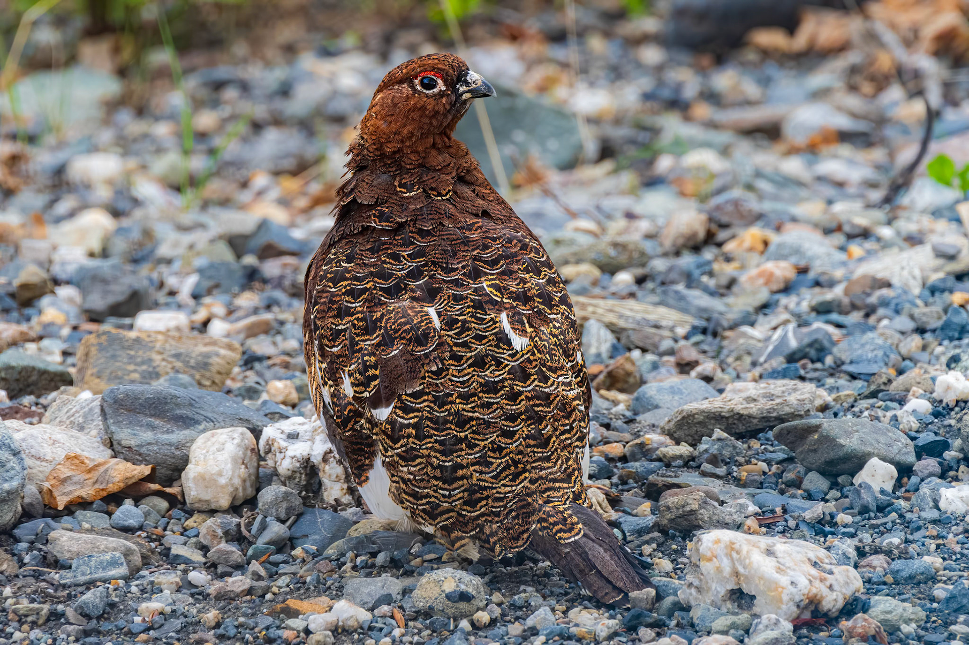 Willow Ptarmigan