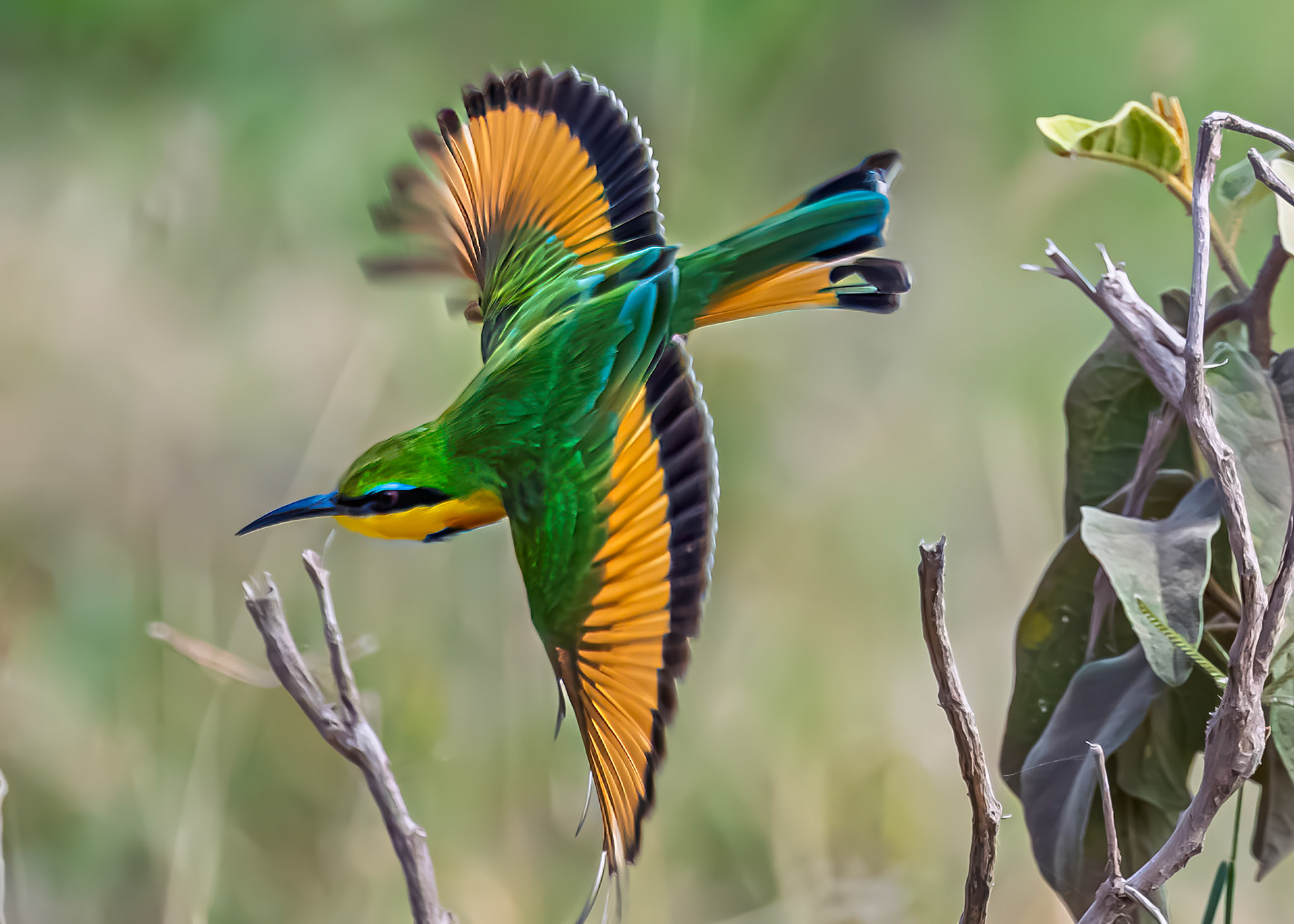 Little Bee-eater