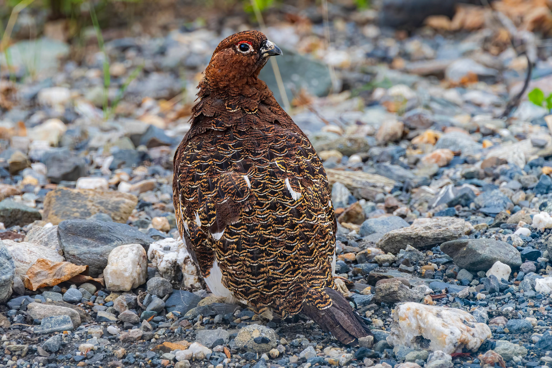 Willow Ptarmigan