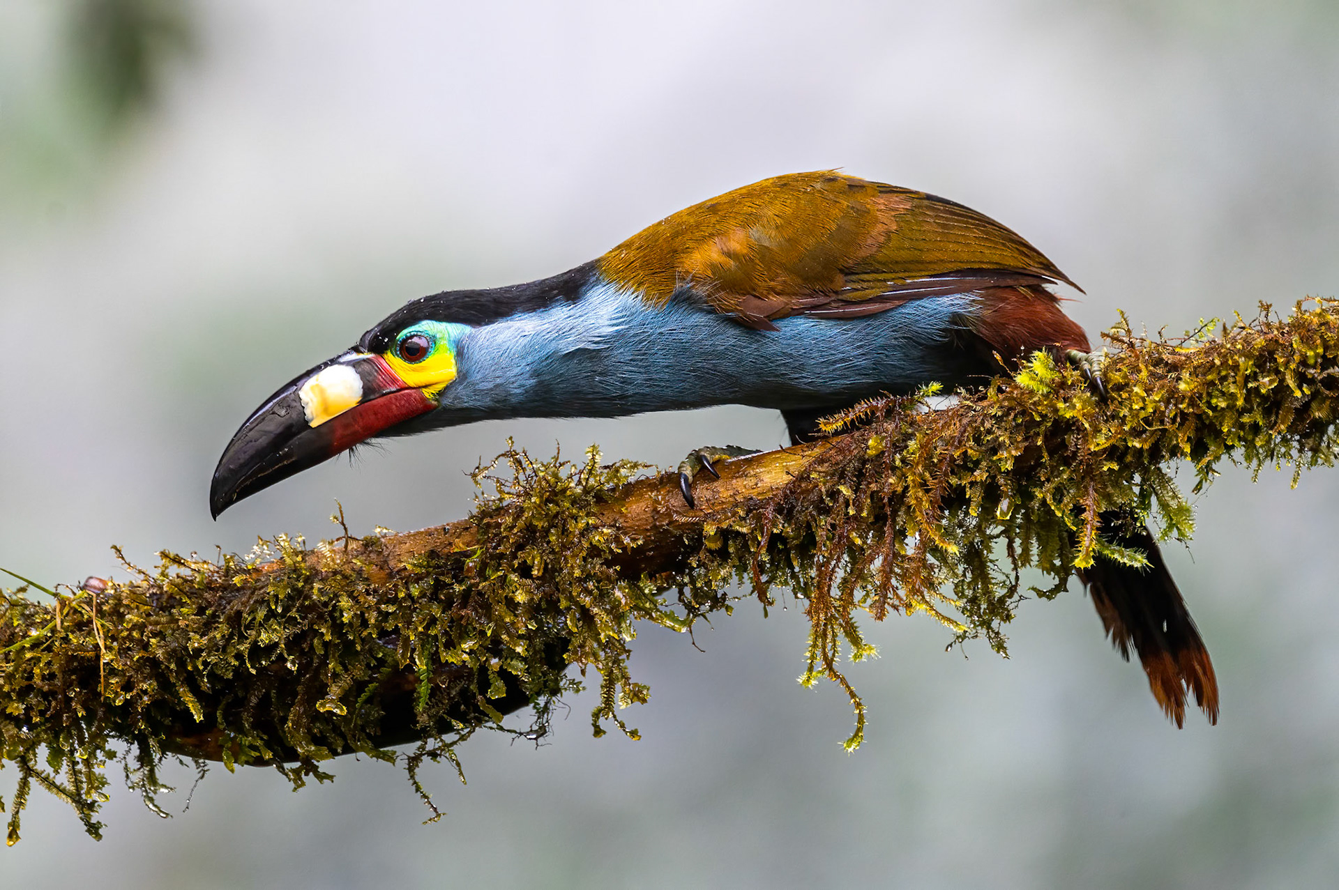Plate-billed Mountain-Toucan