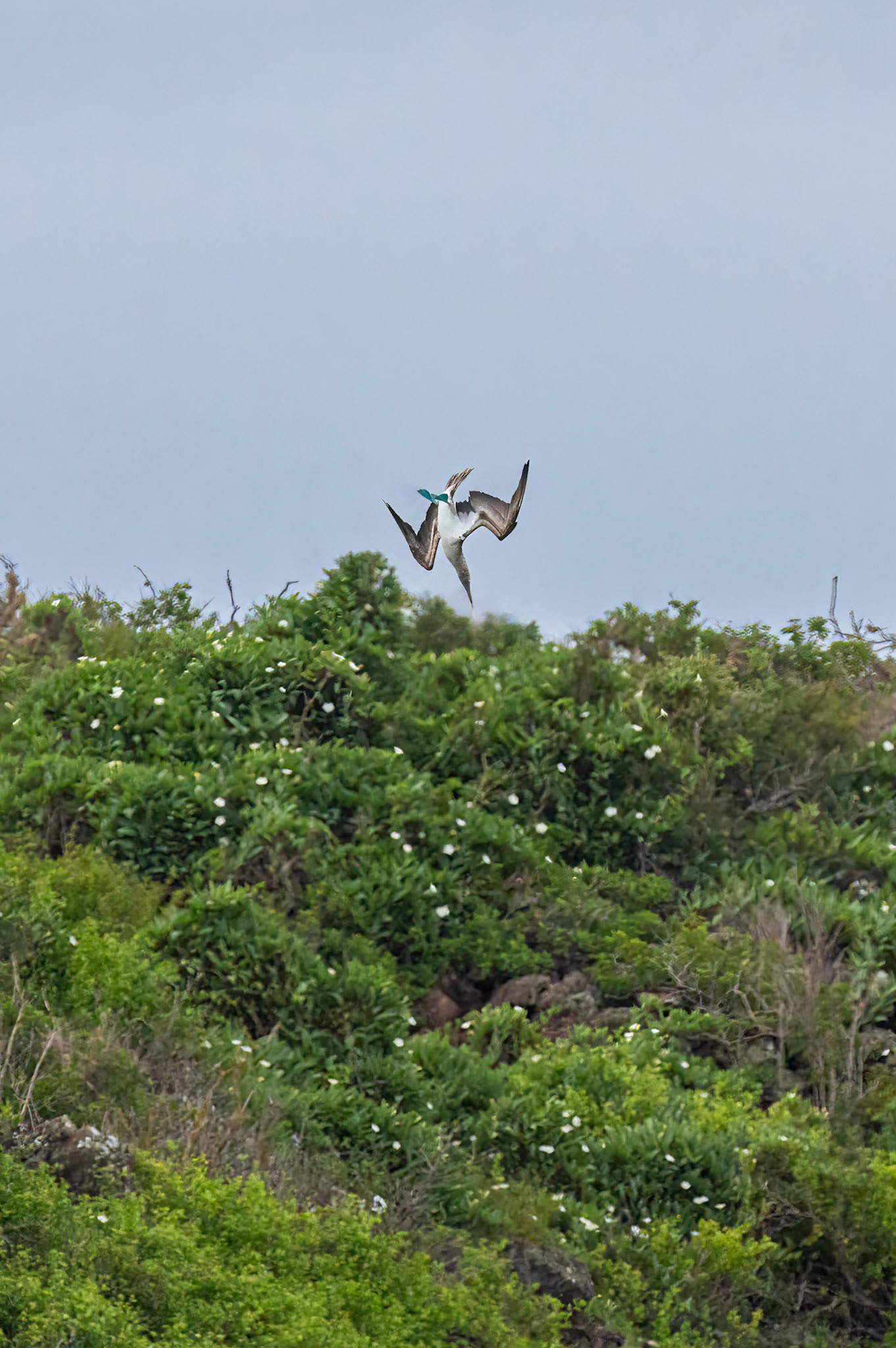 Little bullet flying out of the sky