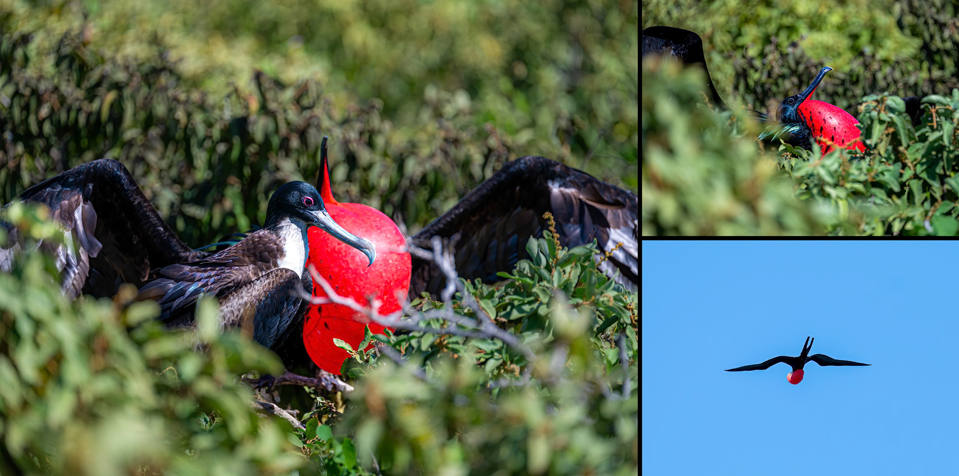 Great Frigatebird