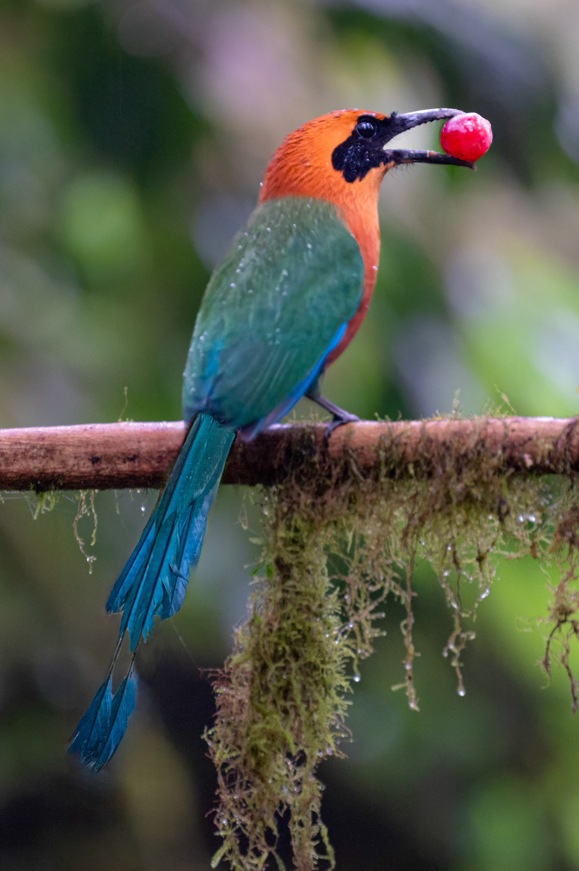 Rufous Motmot
