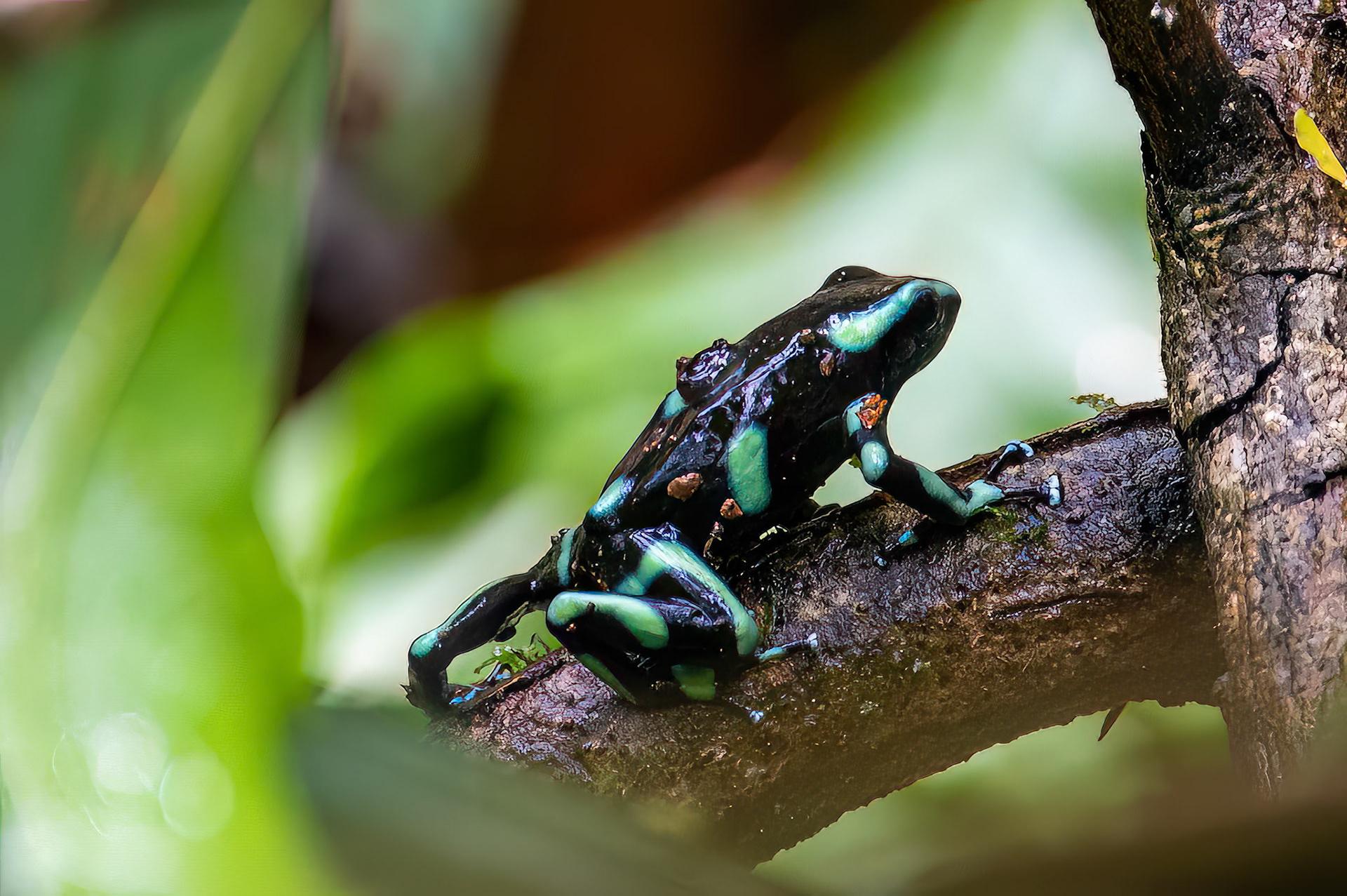 Poison Dart Frog with offspring on back