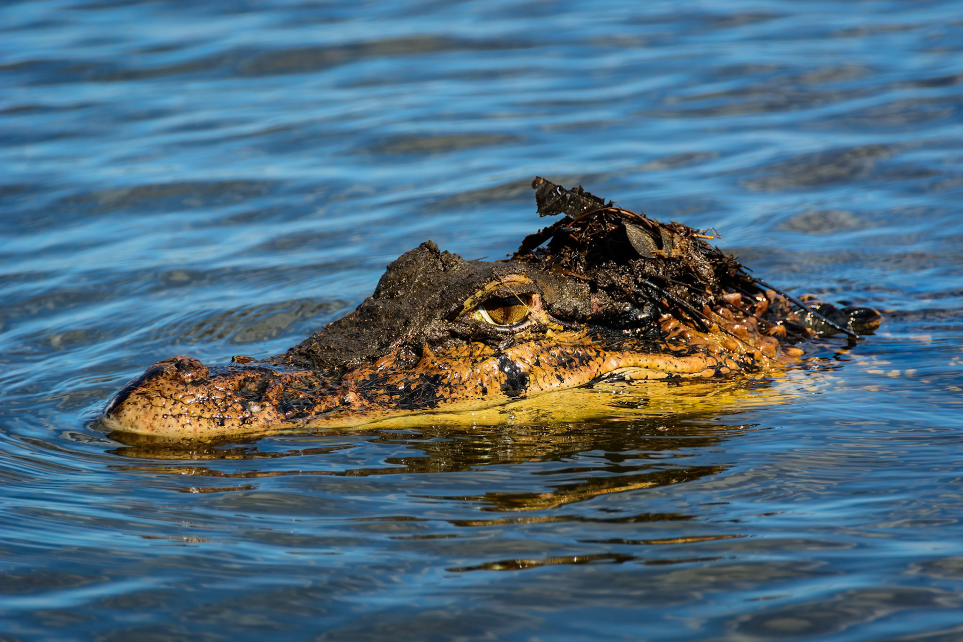 Coco the Cayman, Lake Sandoval