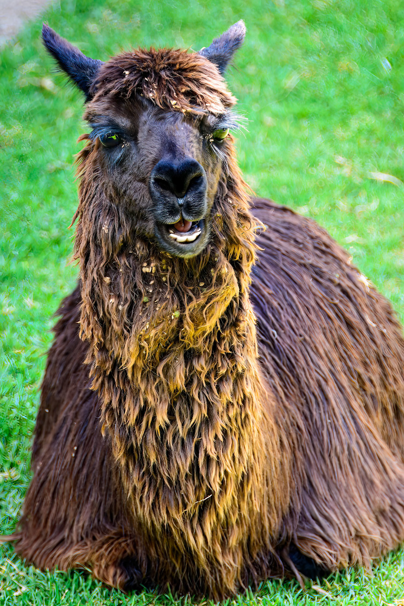 Llama at Ollantaytambo