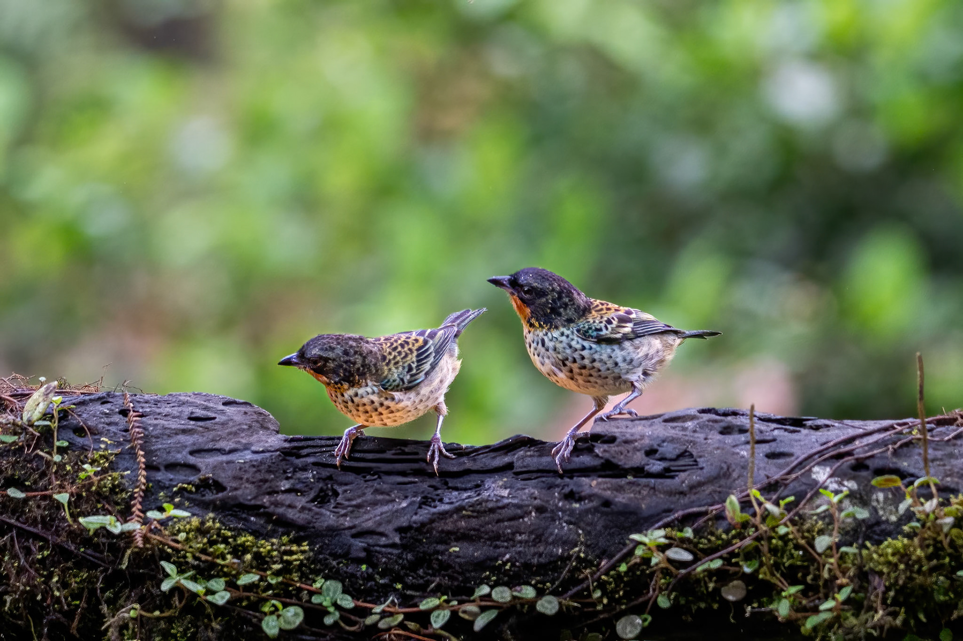 Rufous-throated Tanager