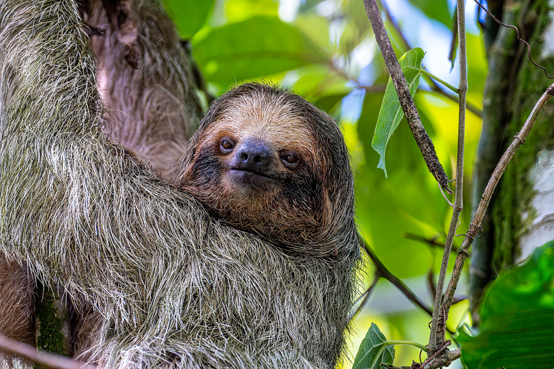 Brown-throated three-toed Sloth