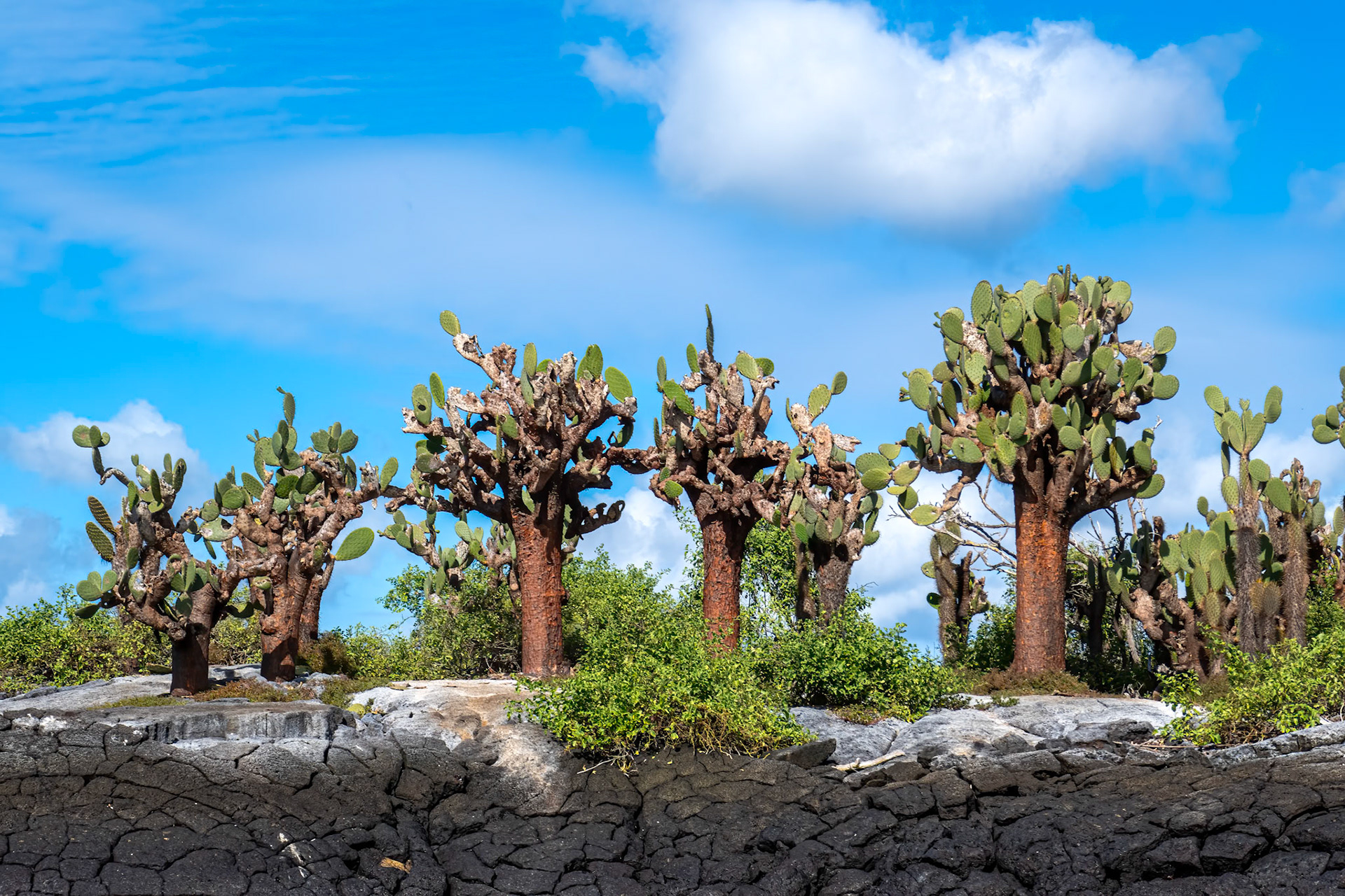 Floreana Island - The islands of Galapagos are part of a volcanic archipelago