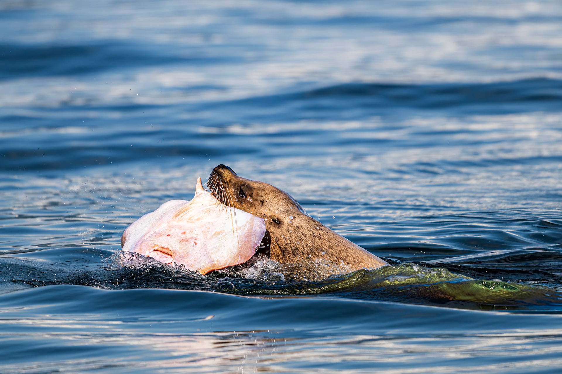 Steller Sea Lion with Skate
