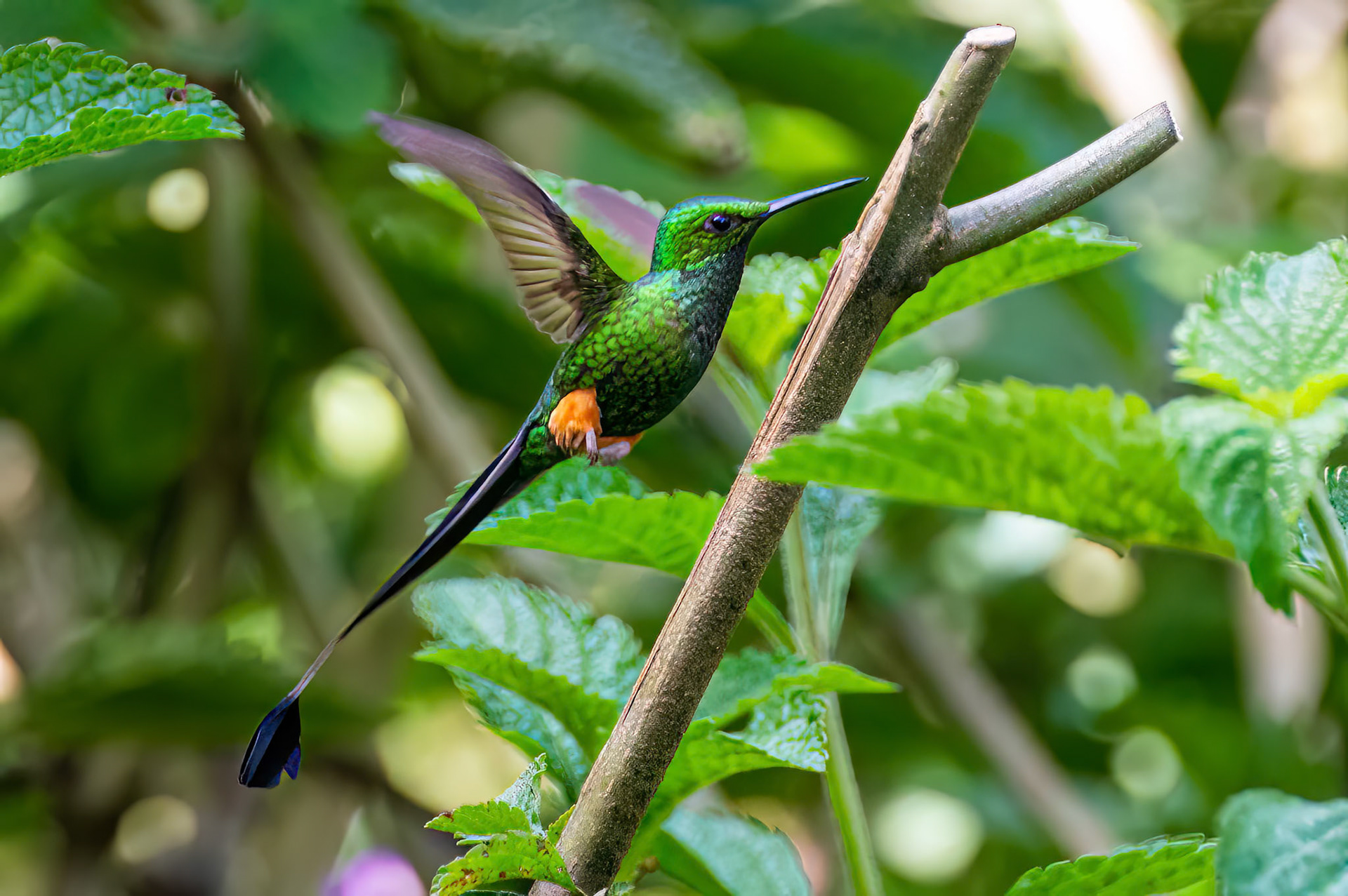 Peruvian Racket-tail