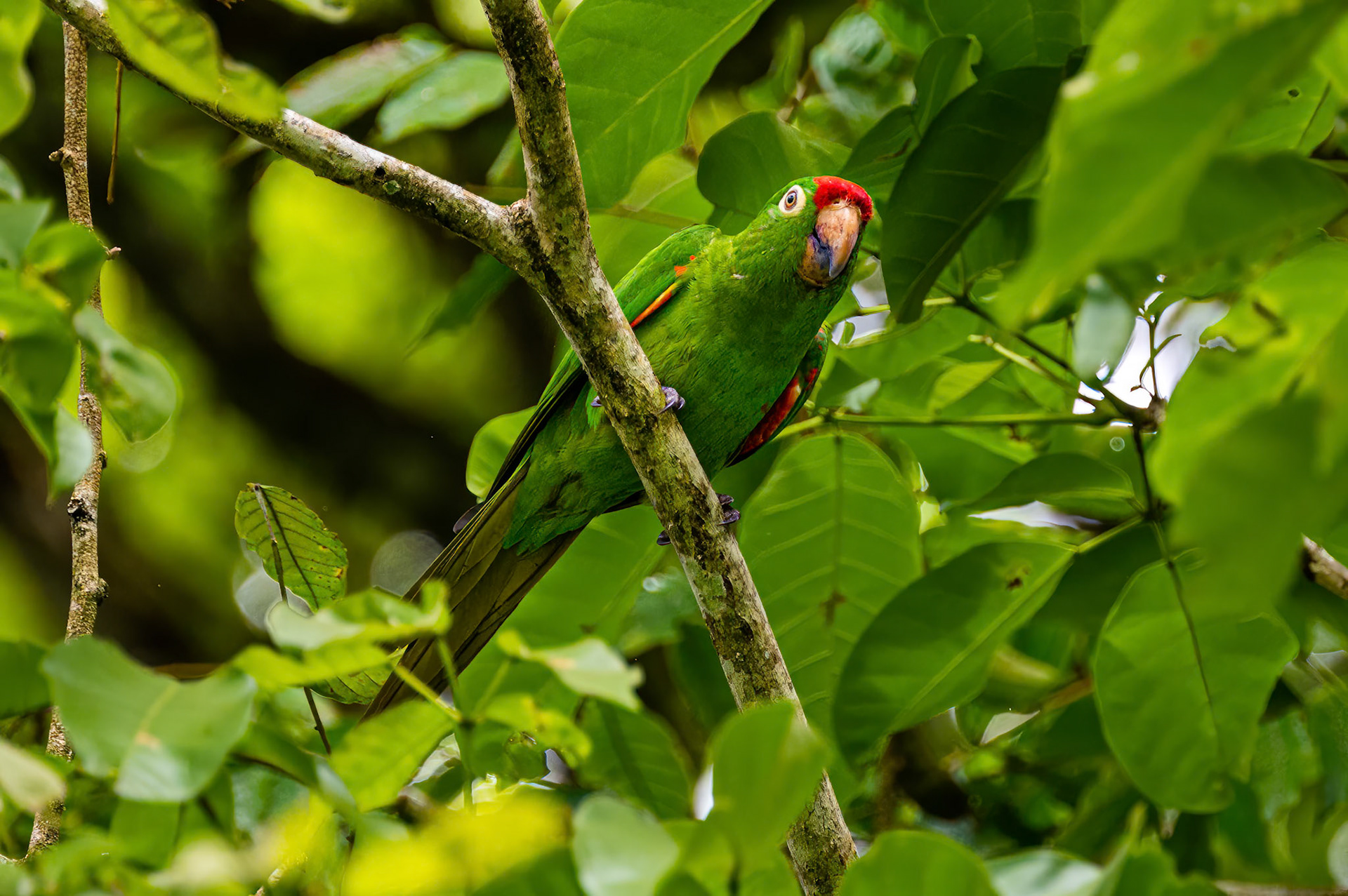 Crimson-fronted Parakeet