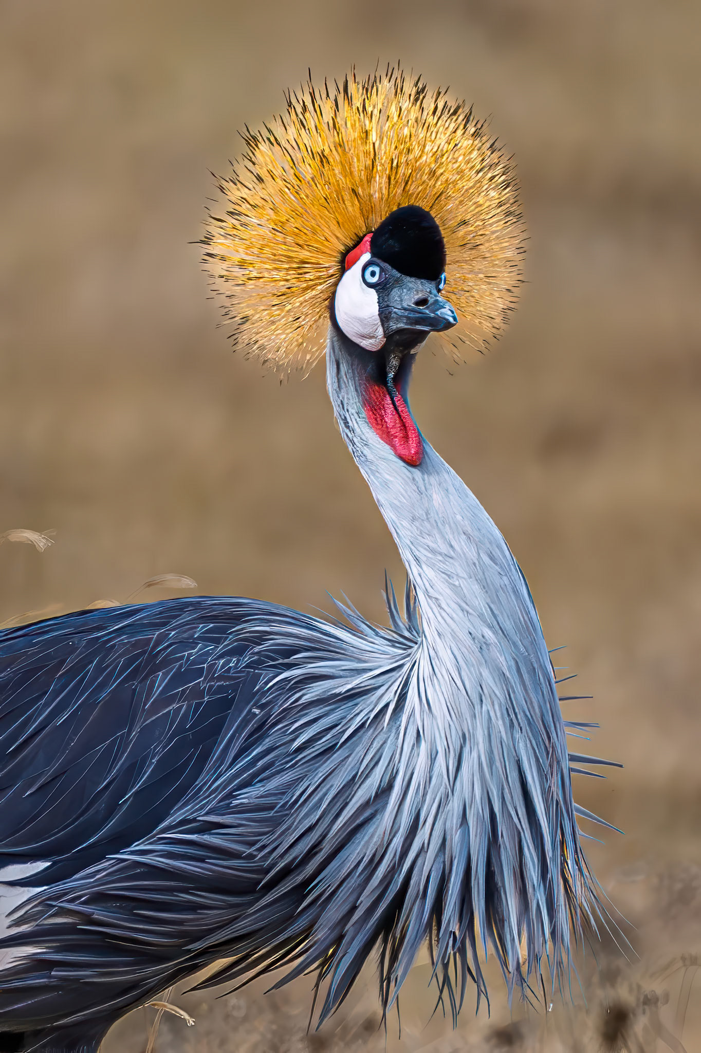 Gray Crowned-Crane