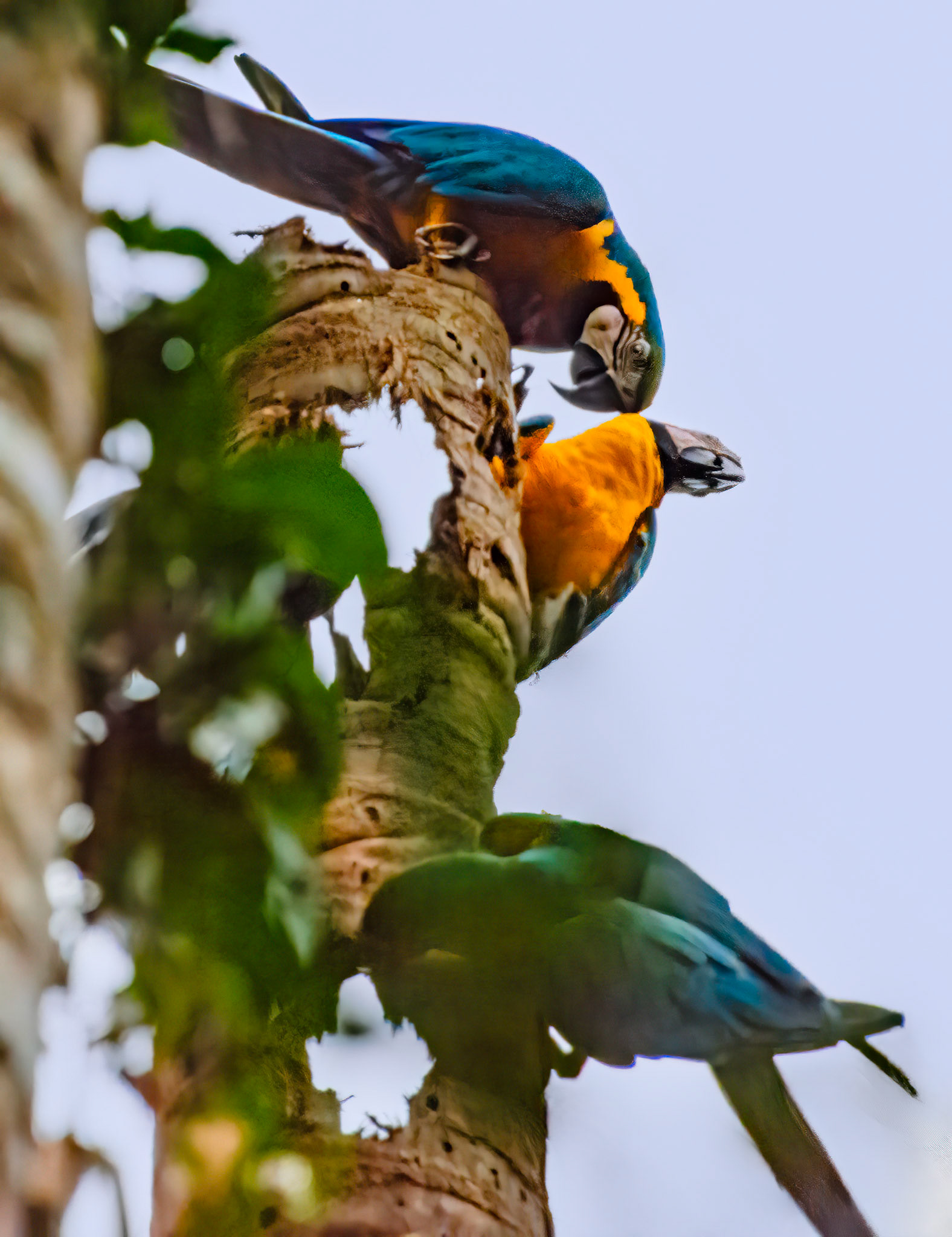 Blue-and-Yellow Macaws