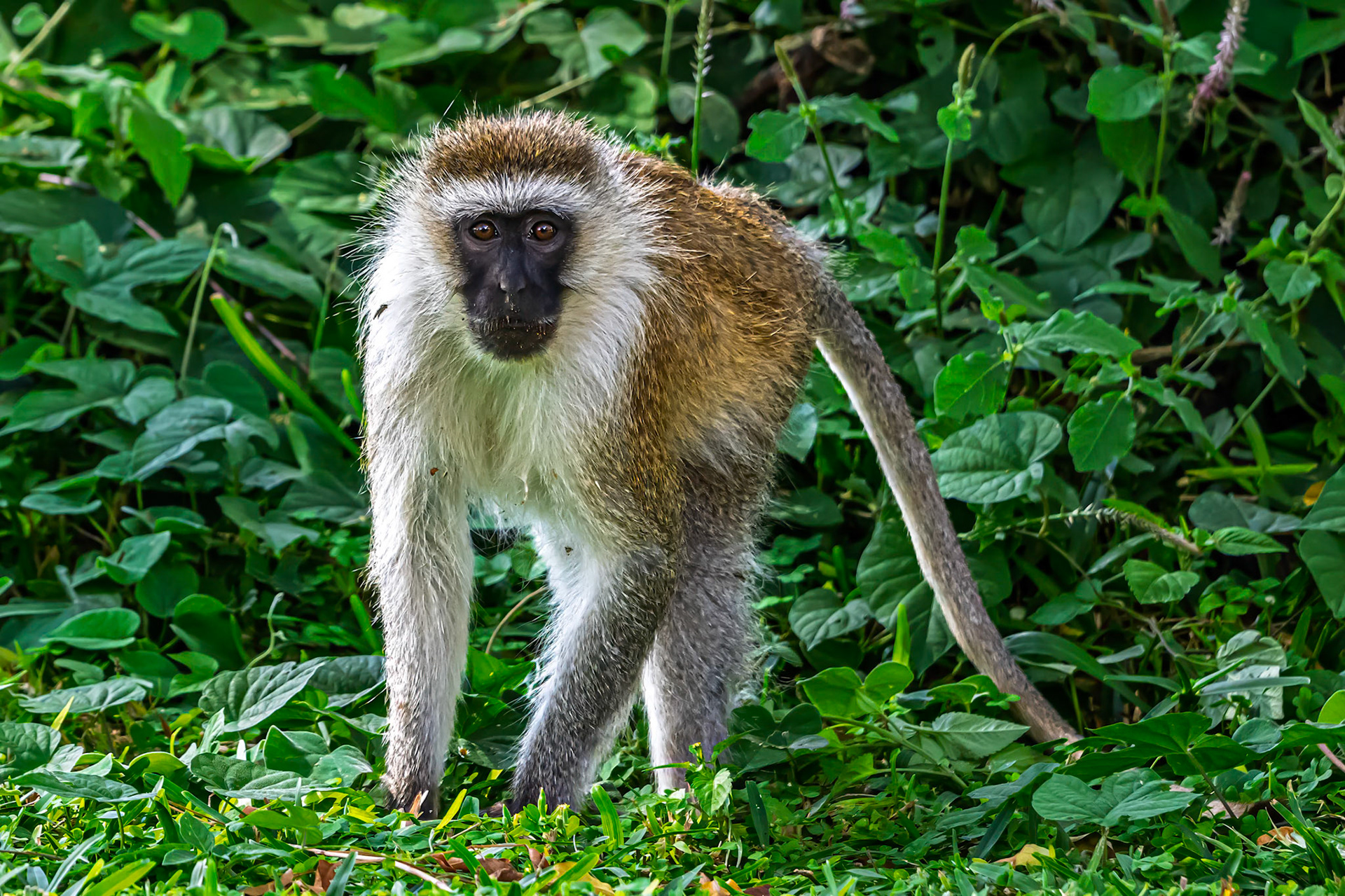 Vervet Monkey