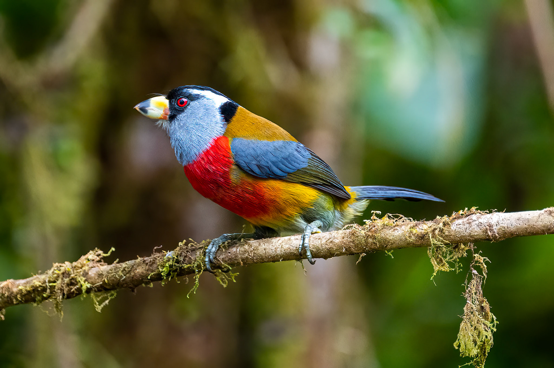 Toucan Barbet