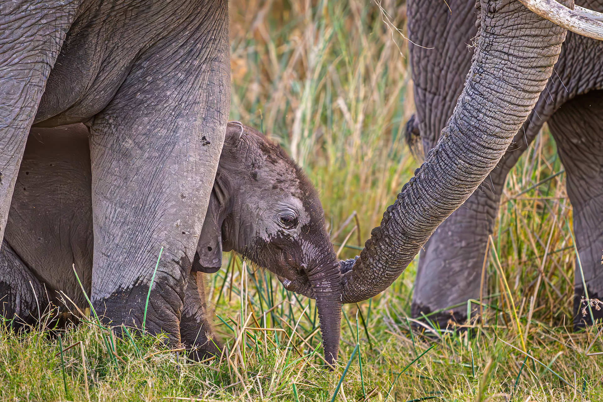 Love the least among us