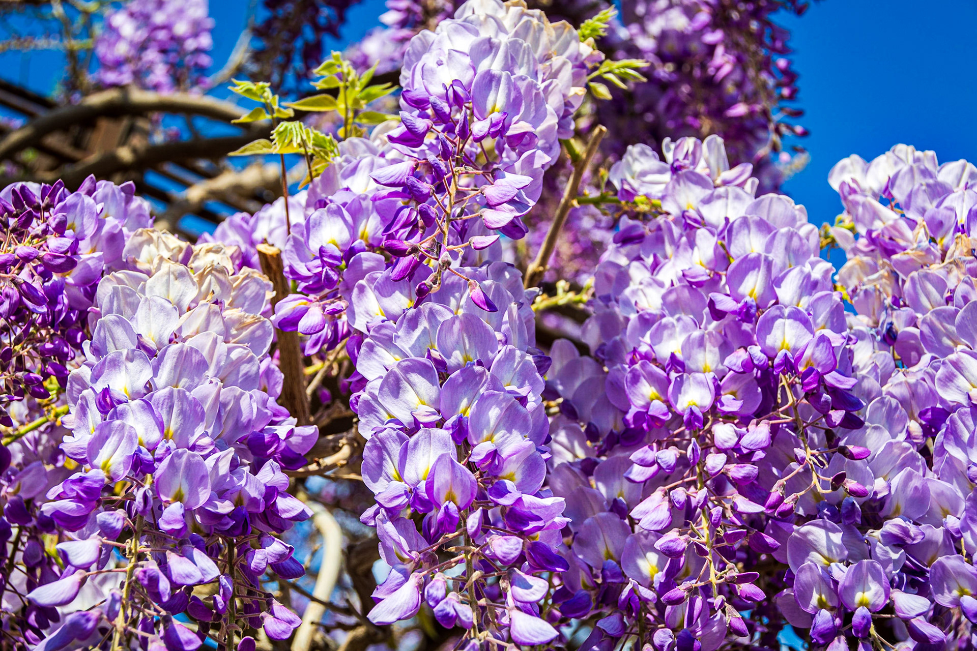 Schönbrunn Palace Garden