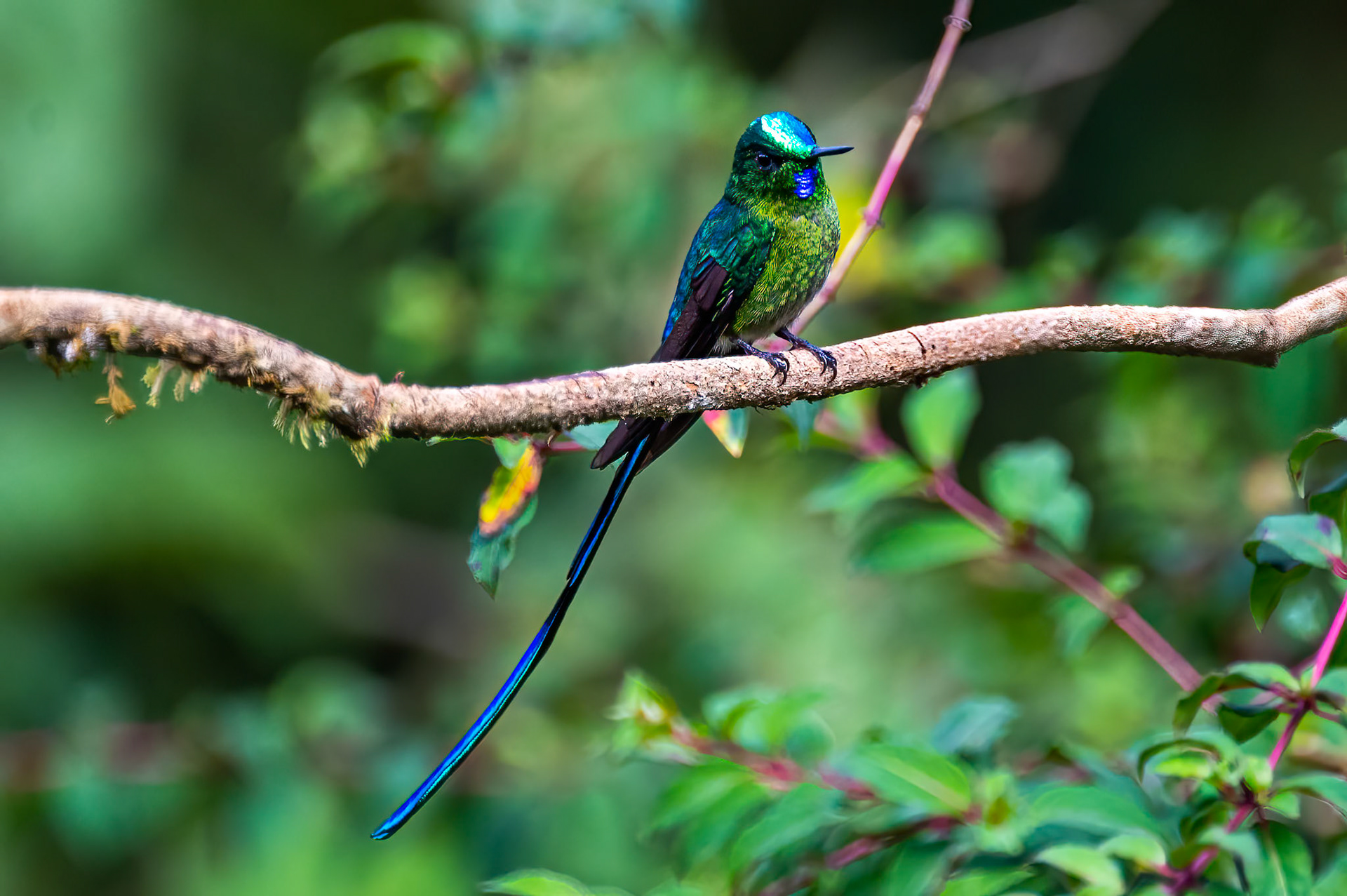 Long-tailed Sylph