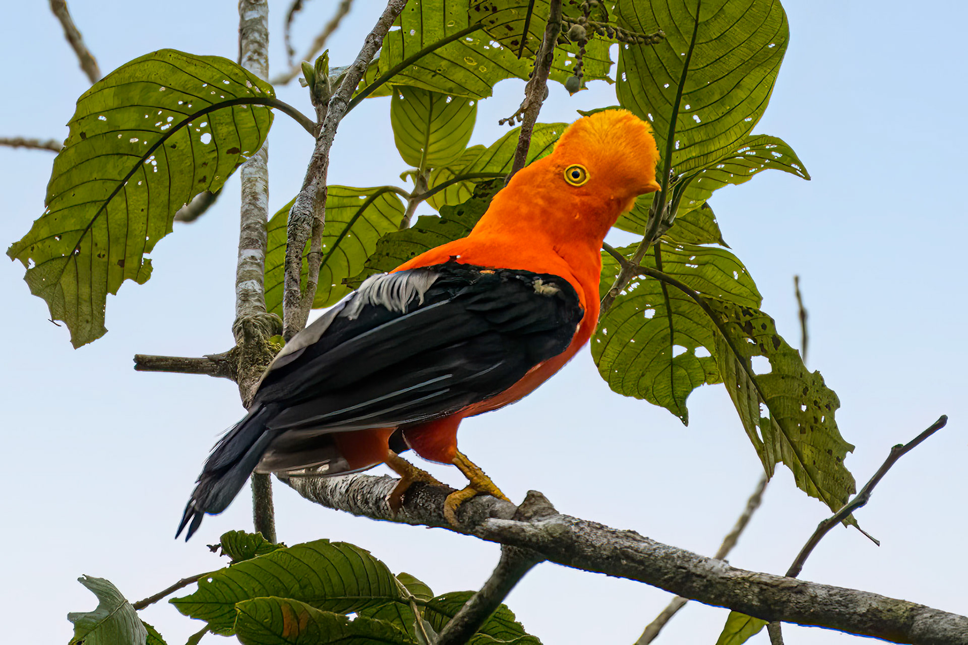 Andean Cock-of-the-rock