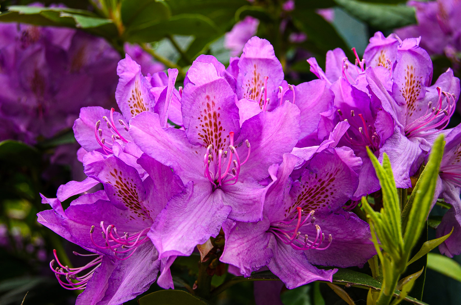 Wild Rhododendron
