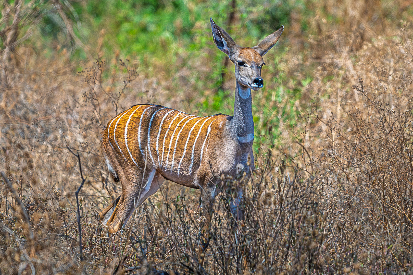 Lesser Kudu