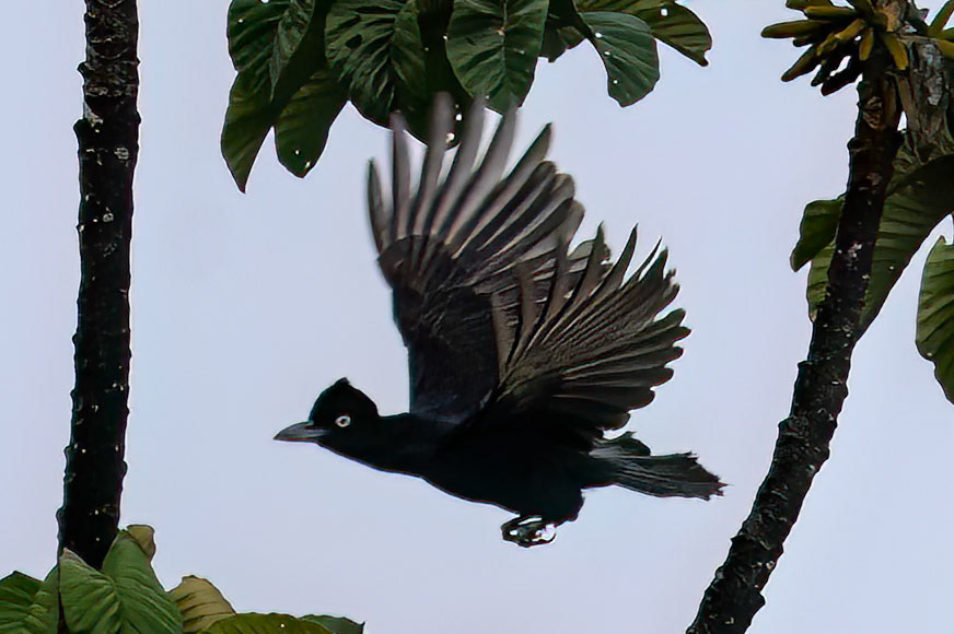 Amazonian Umbrellabird