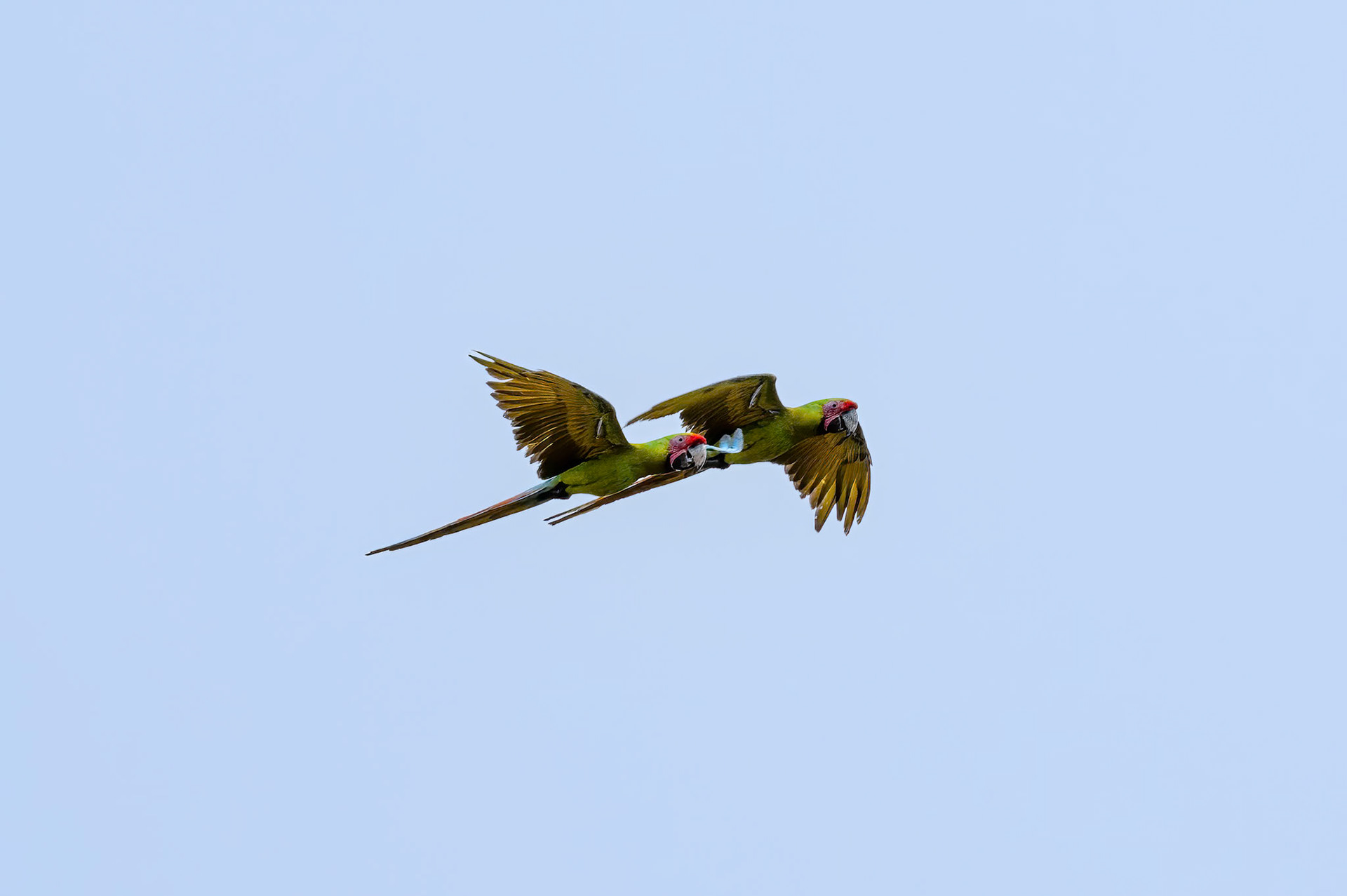 Great Green Macaw