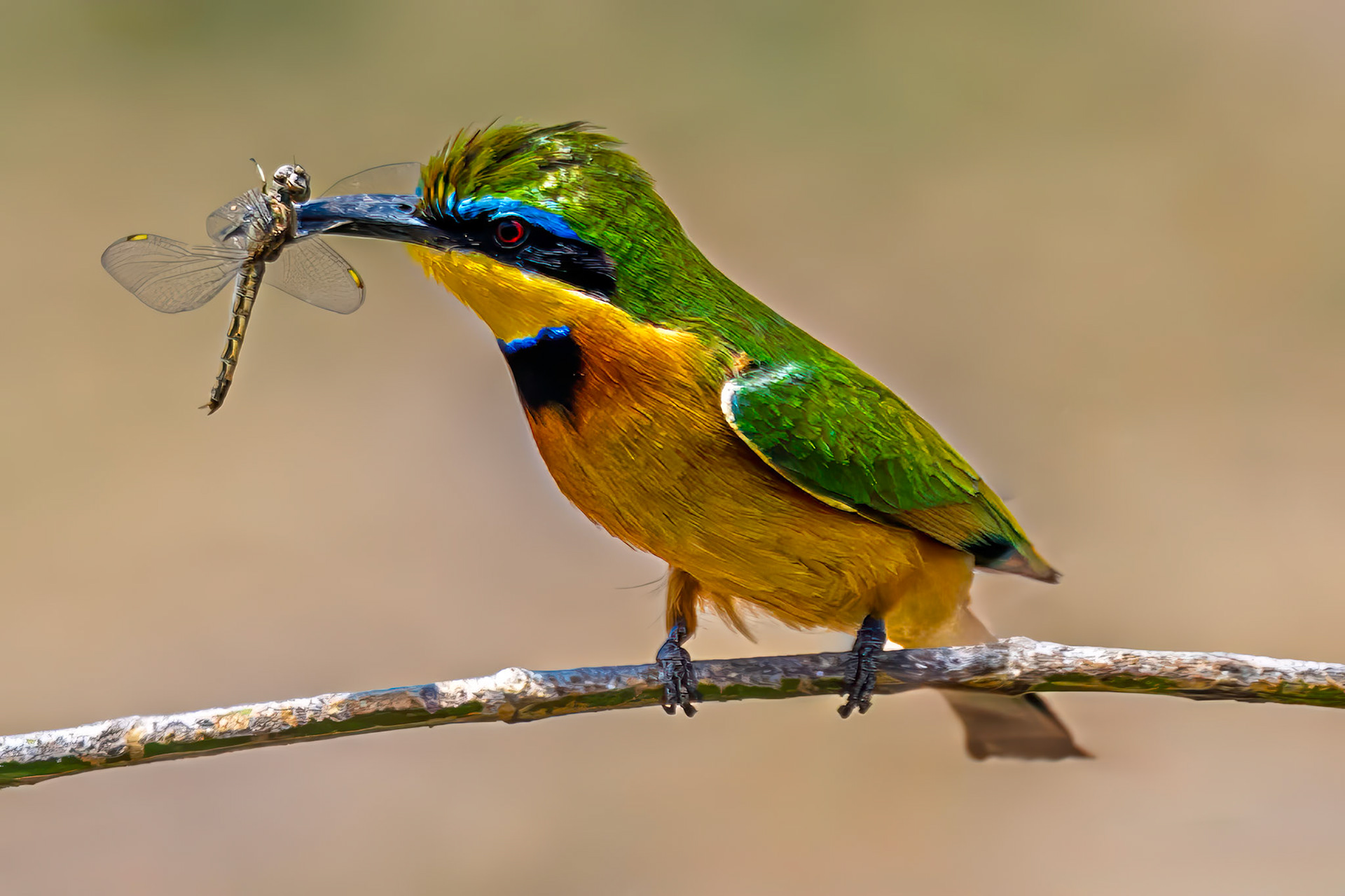 Little Bee-eater