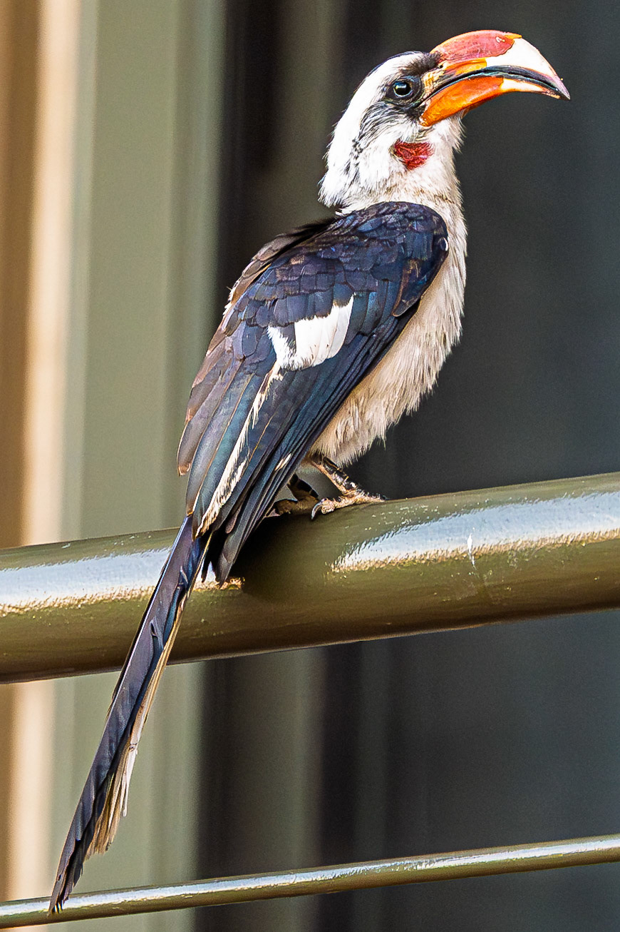 Von der Decken's Hornbill