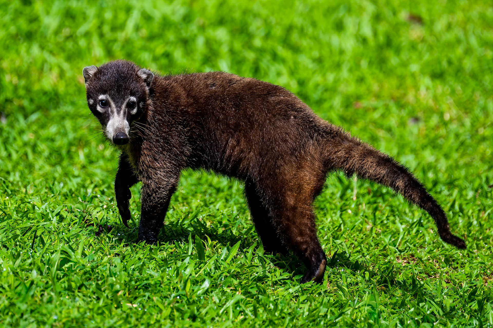 White-nosed Coati