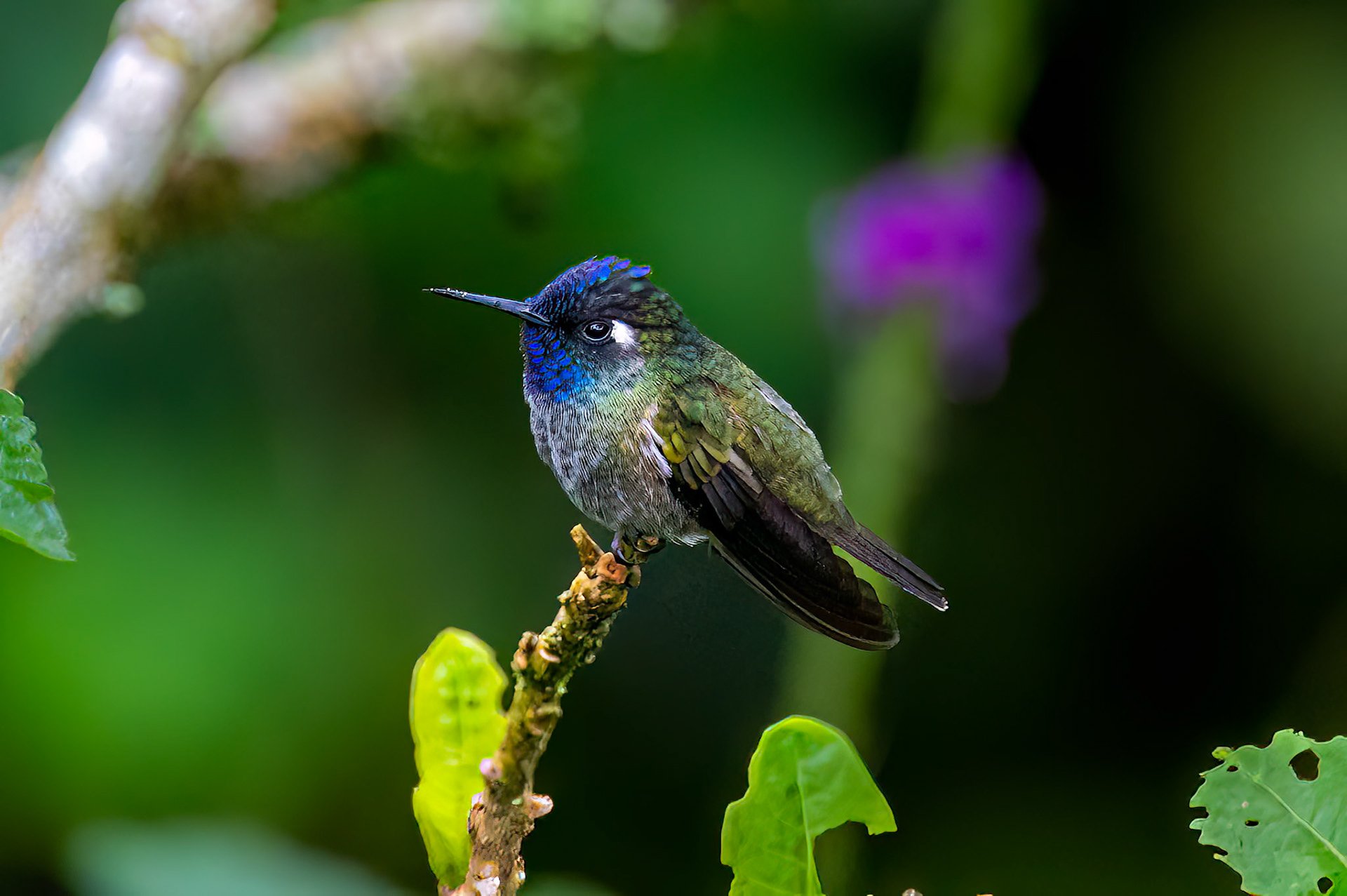 Violet-headed Hummingbird