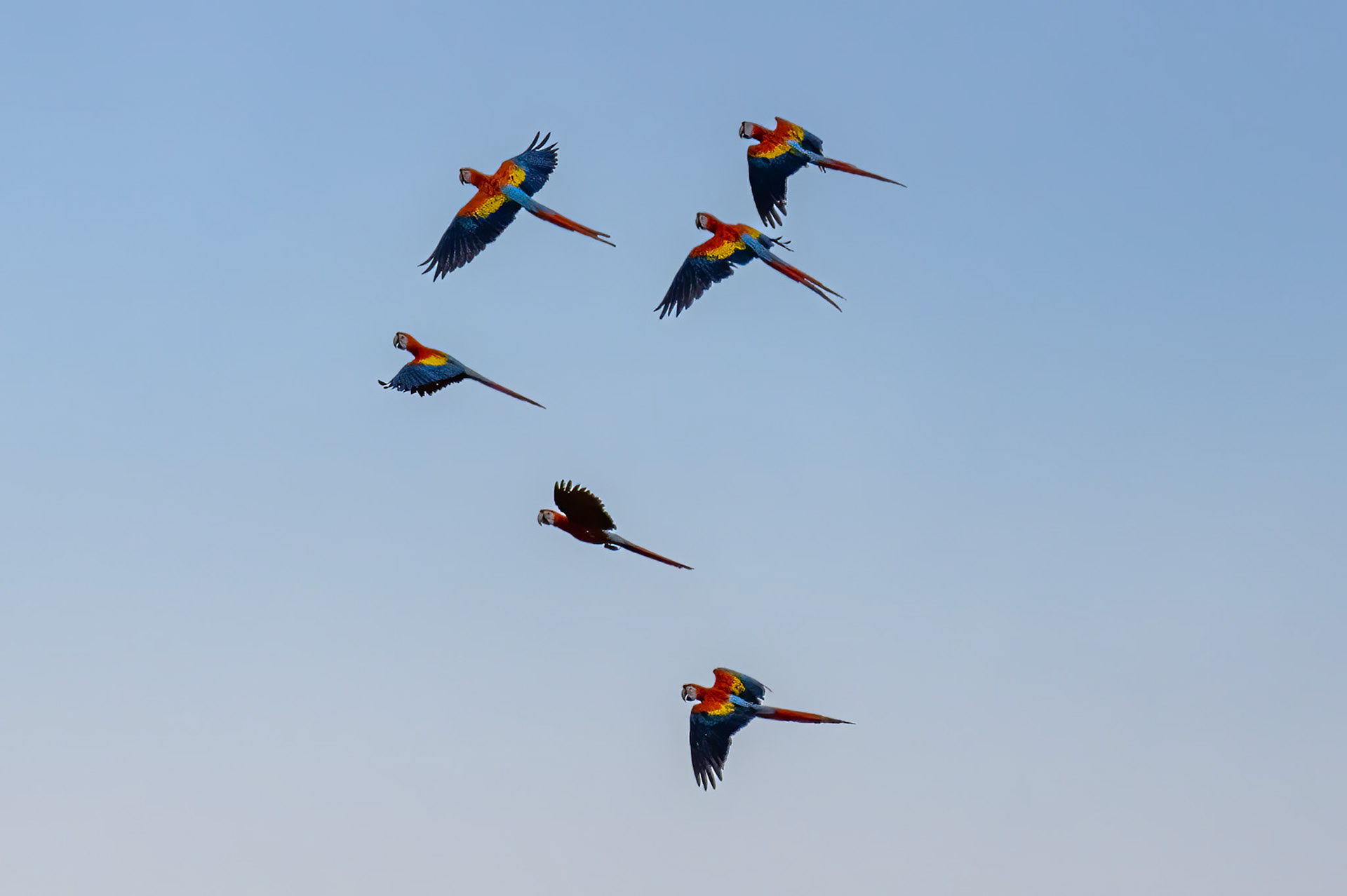 Scarlet Macaws