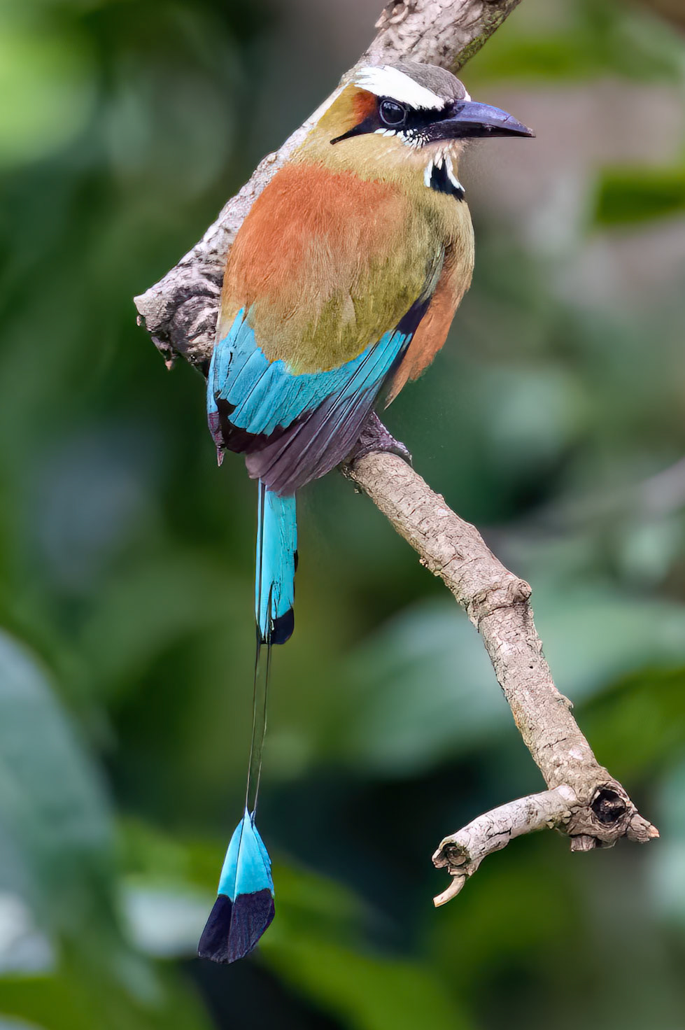 Turquoise-browed Motmot