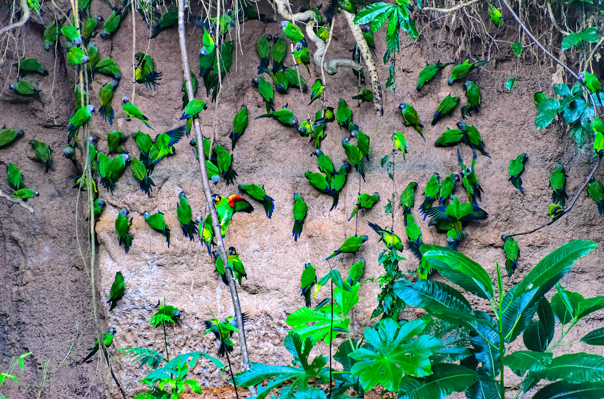 Amazon Parrots at clay lick