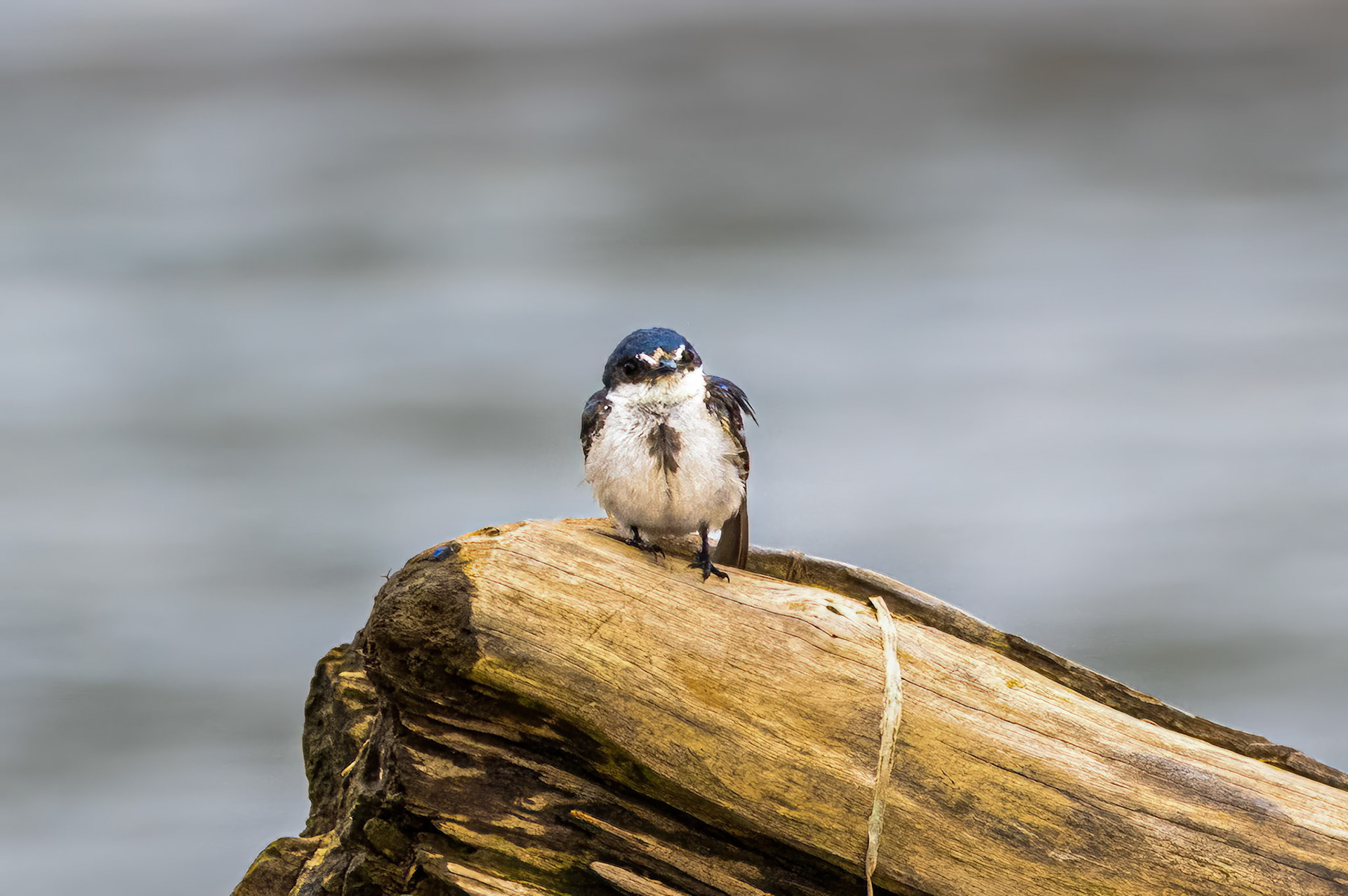 Mangrove Swallow