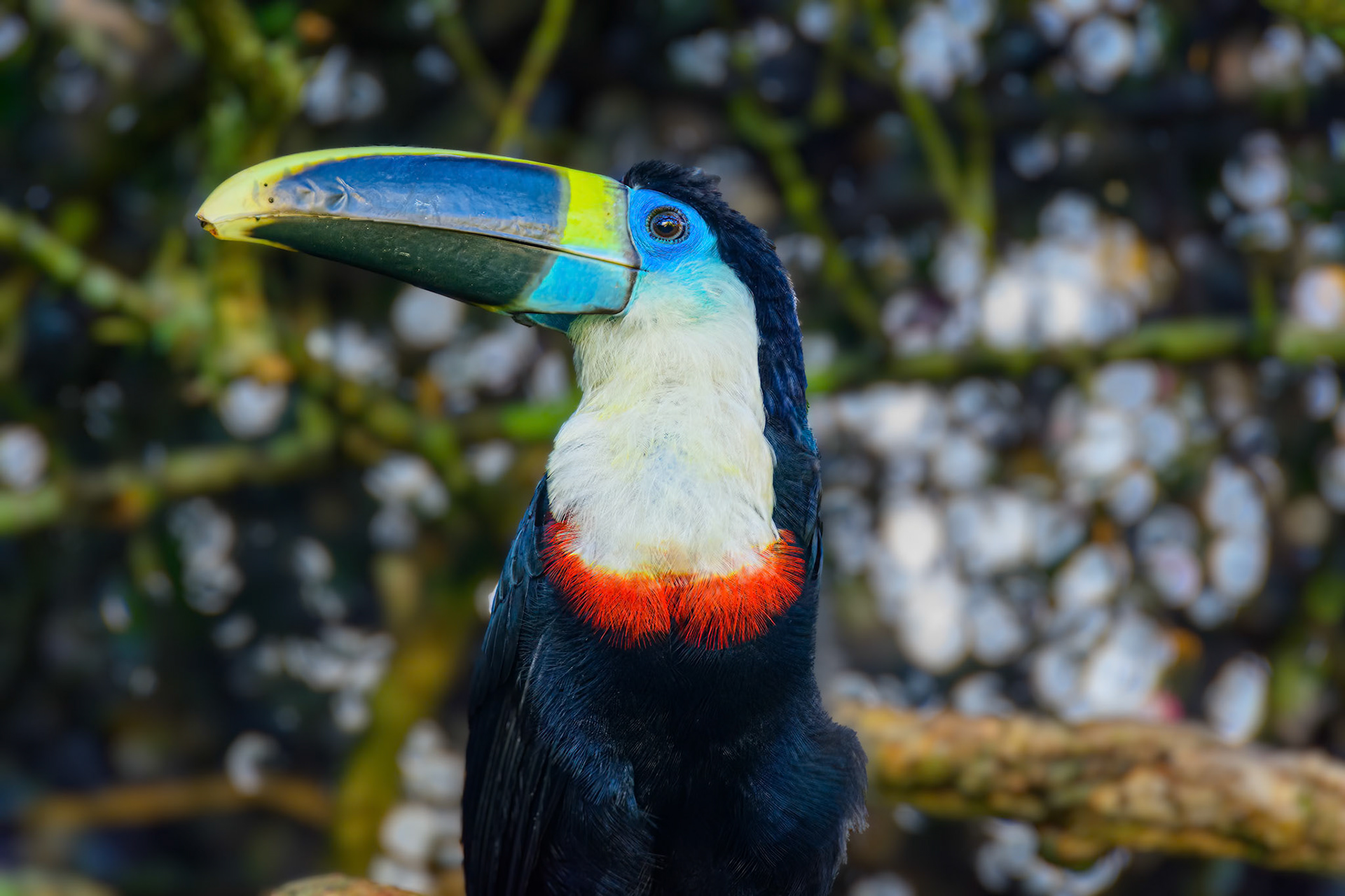 White Throated Toucan