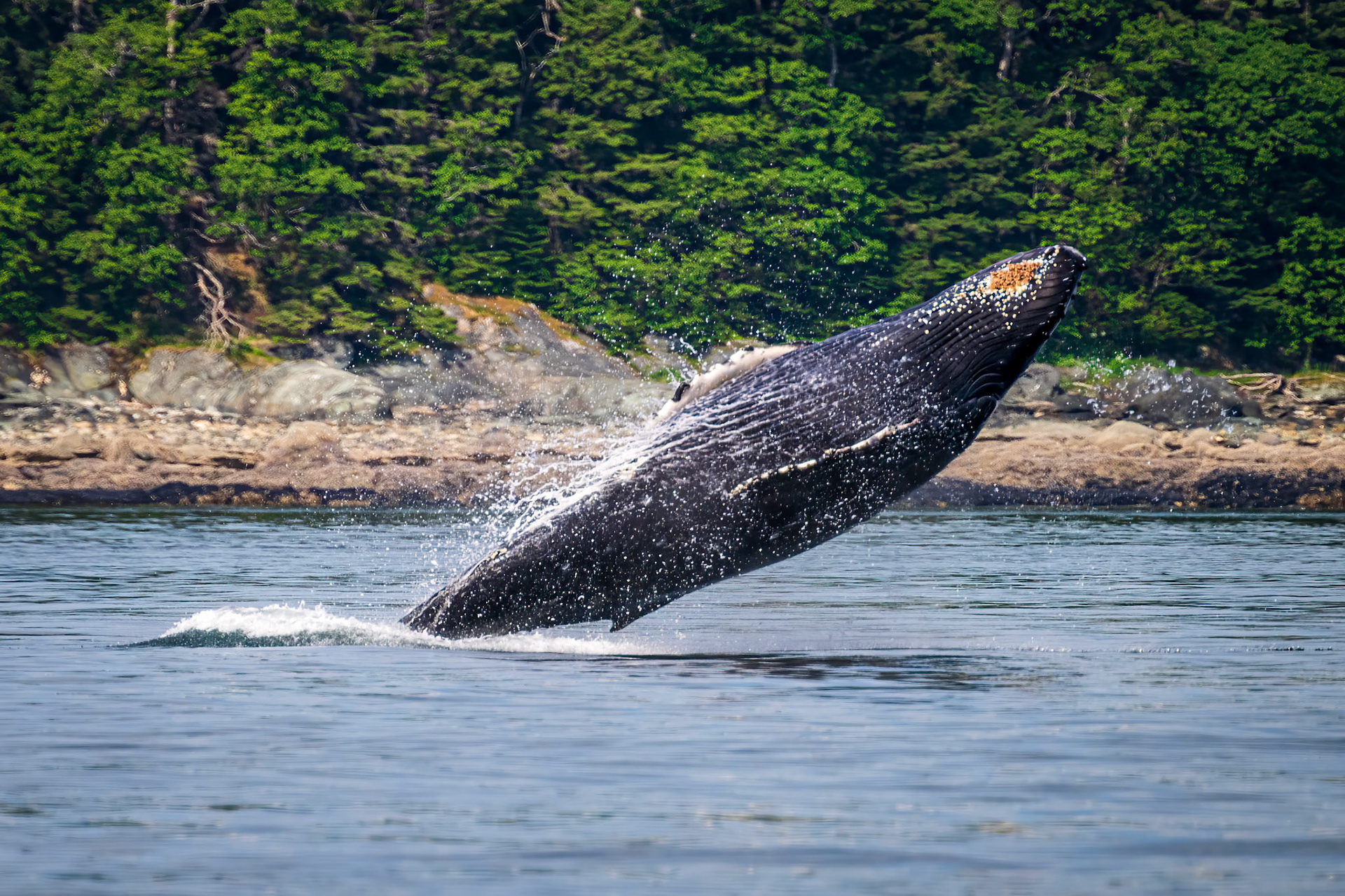 Humpback Whale Breach