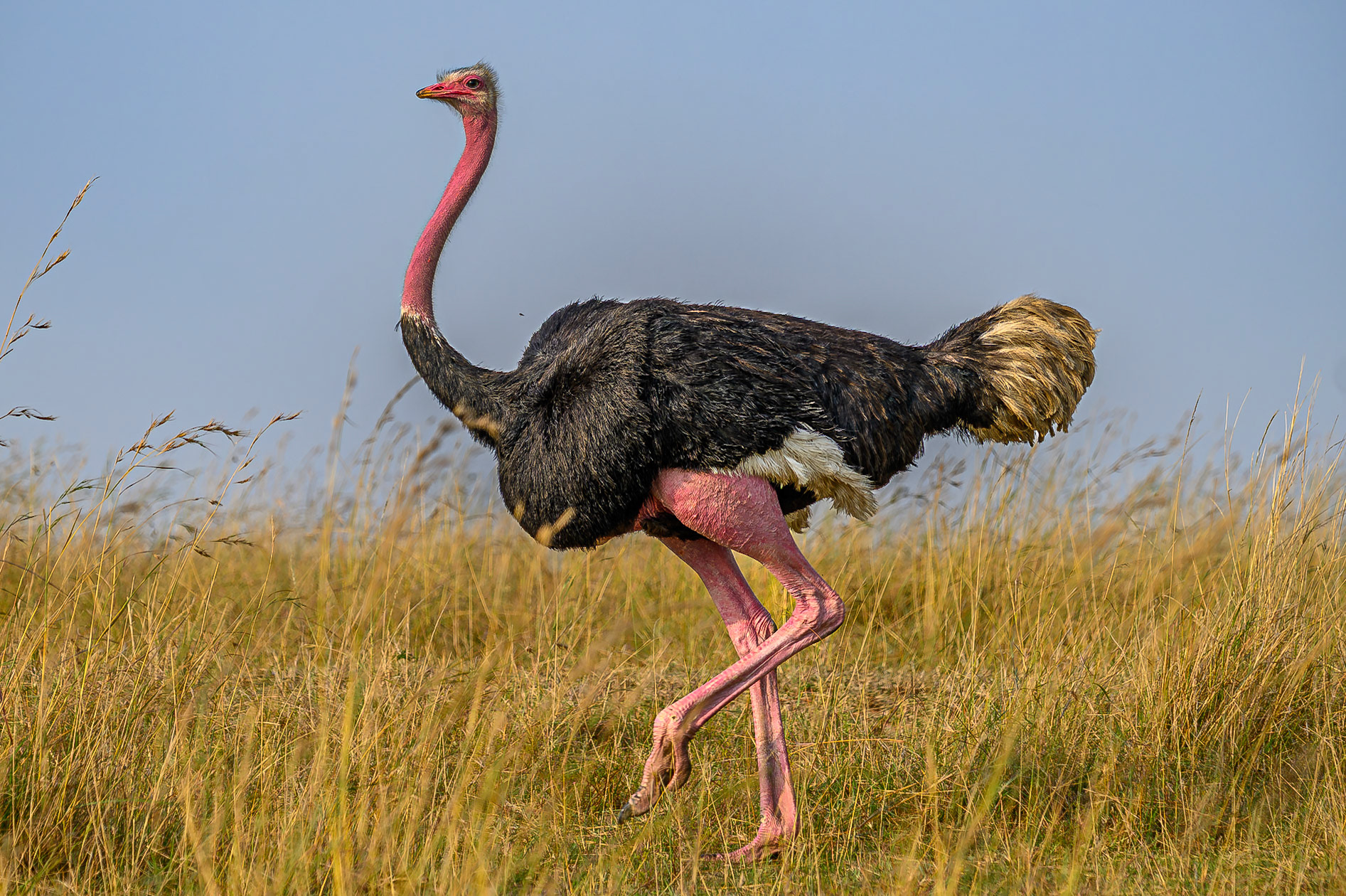 Common Ostrich